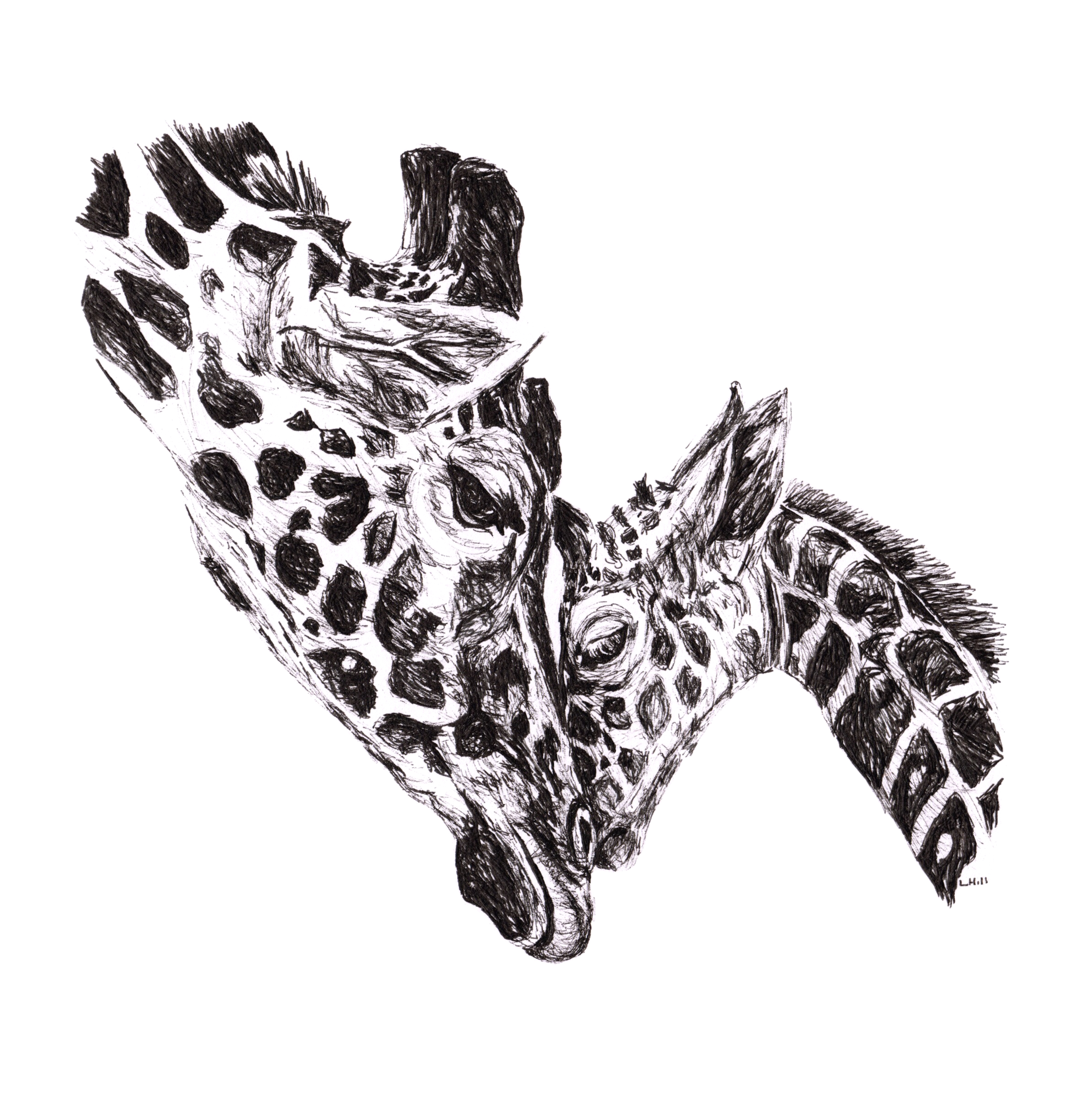 Giraffe and baby pen and ink illustration by Louisa Hill