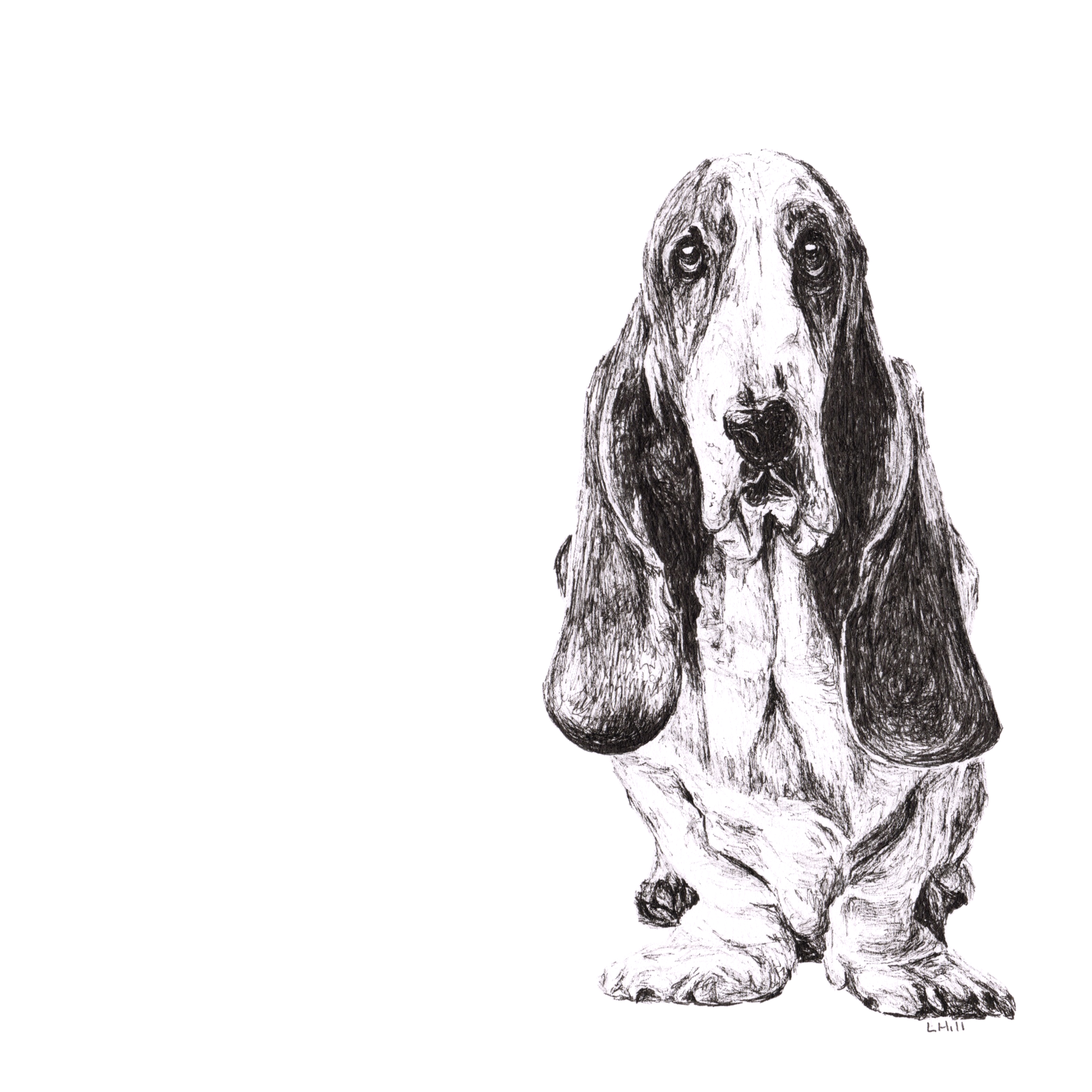 Basset Hound pen and ink illustration by Louisa Hill