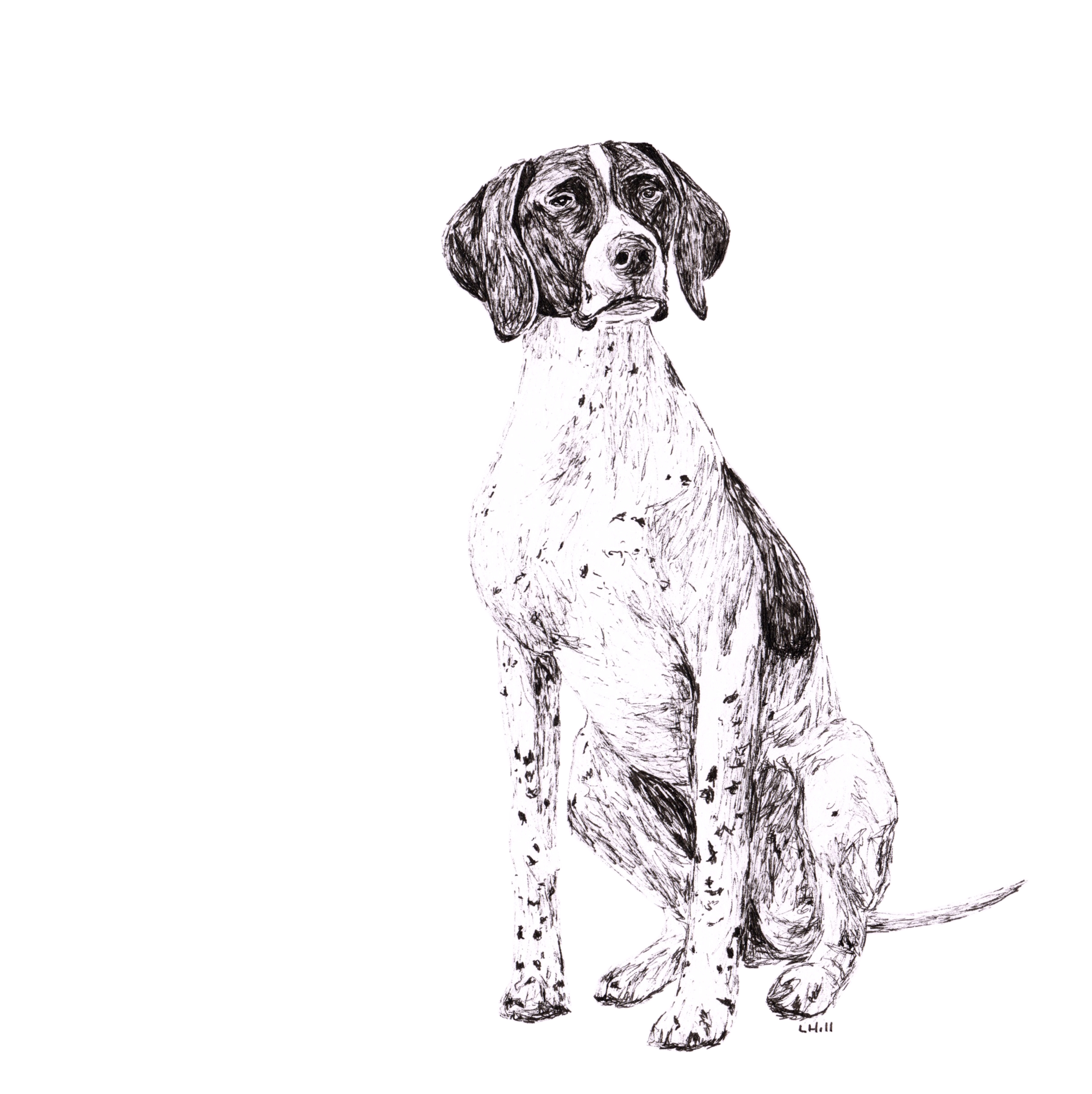 English Pointer pen and ink illustration by Louisa Hill