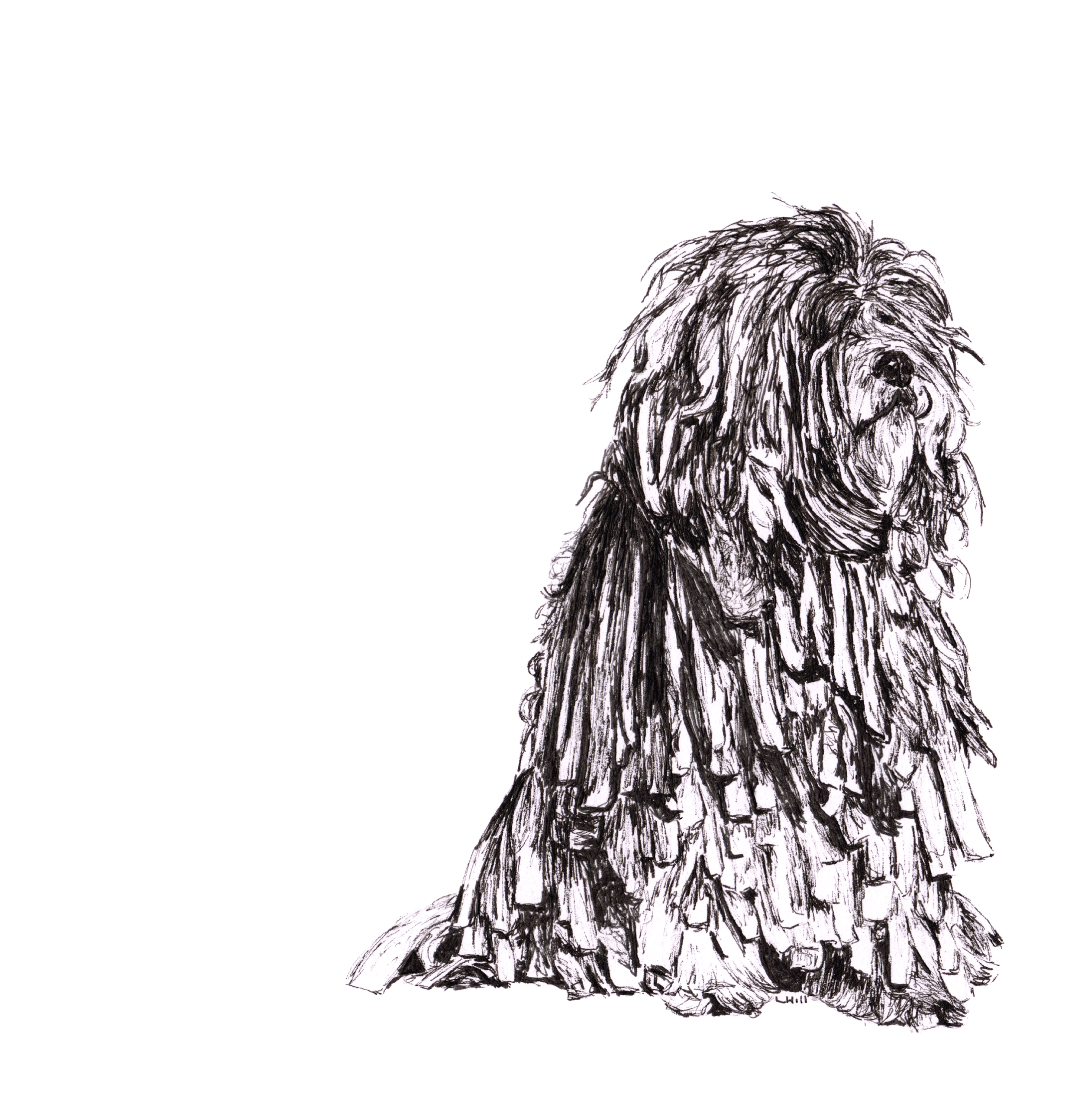 Bergamasco pen and ink illustration by Louisa Hill