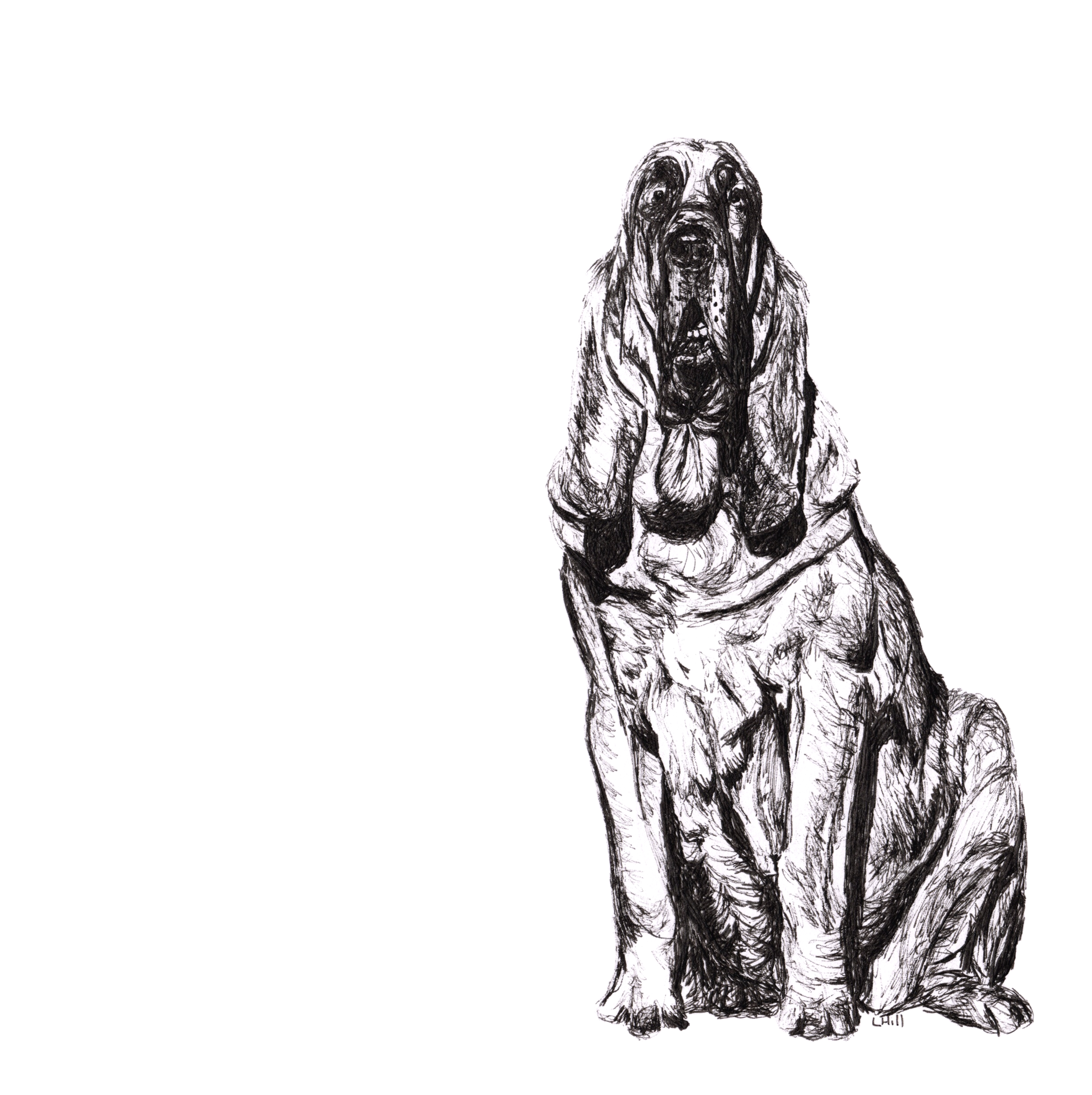Bloodhound pen and ink illustration by Louisa Hill