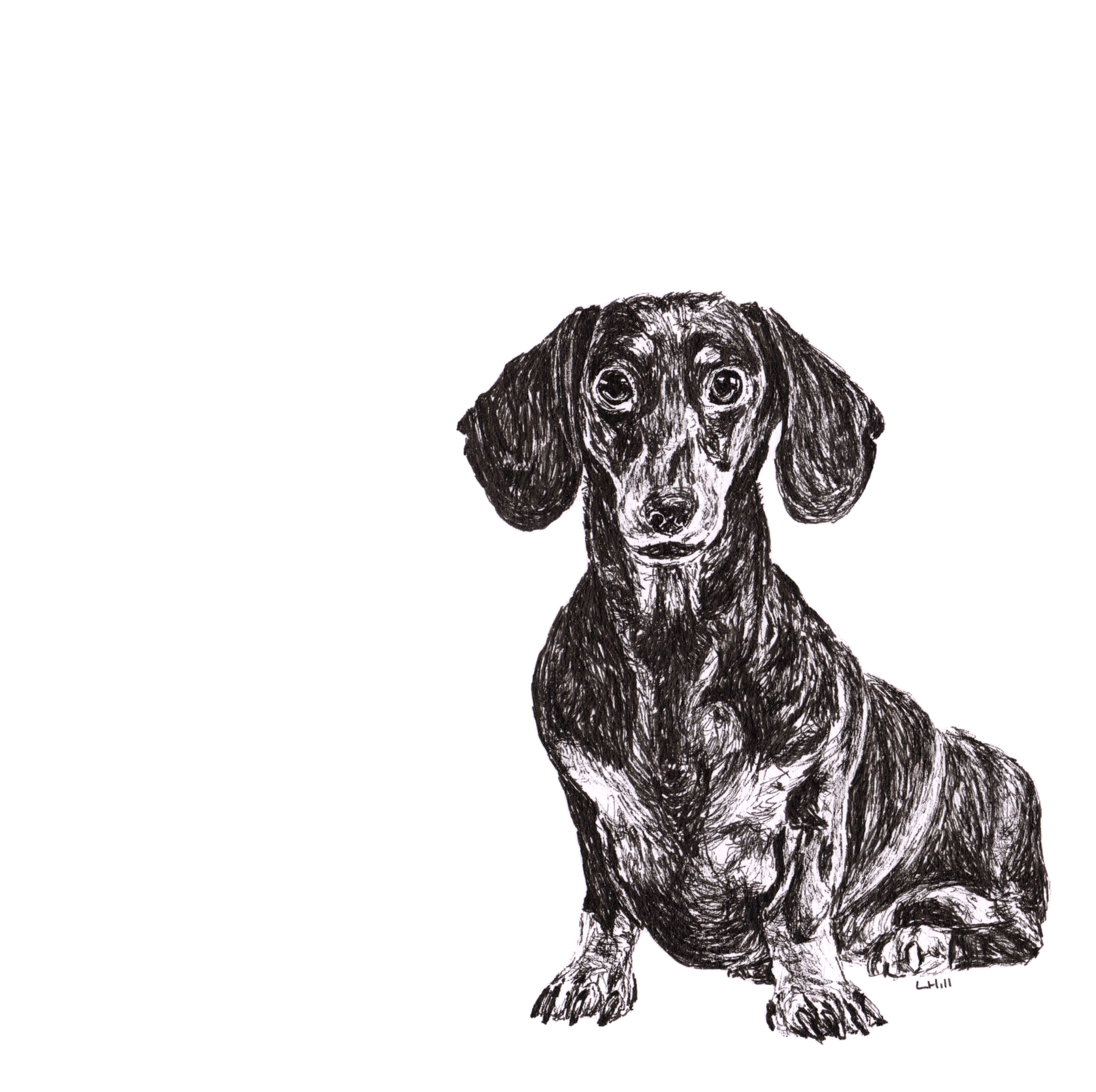 Dachshund pen and ink illustration by Louisa Hill
