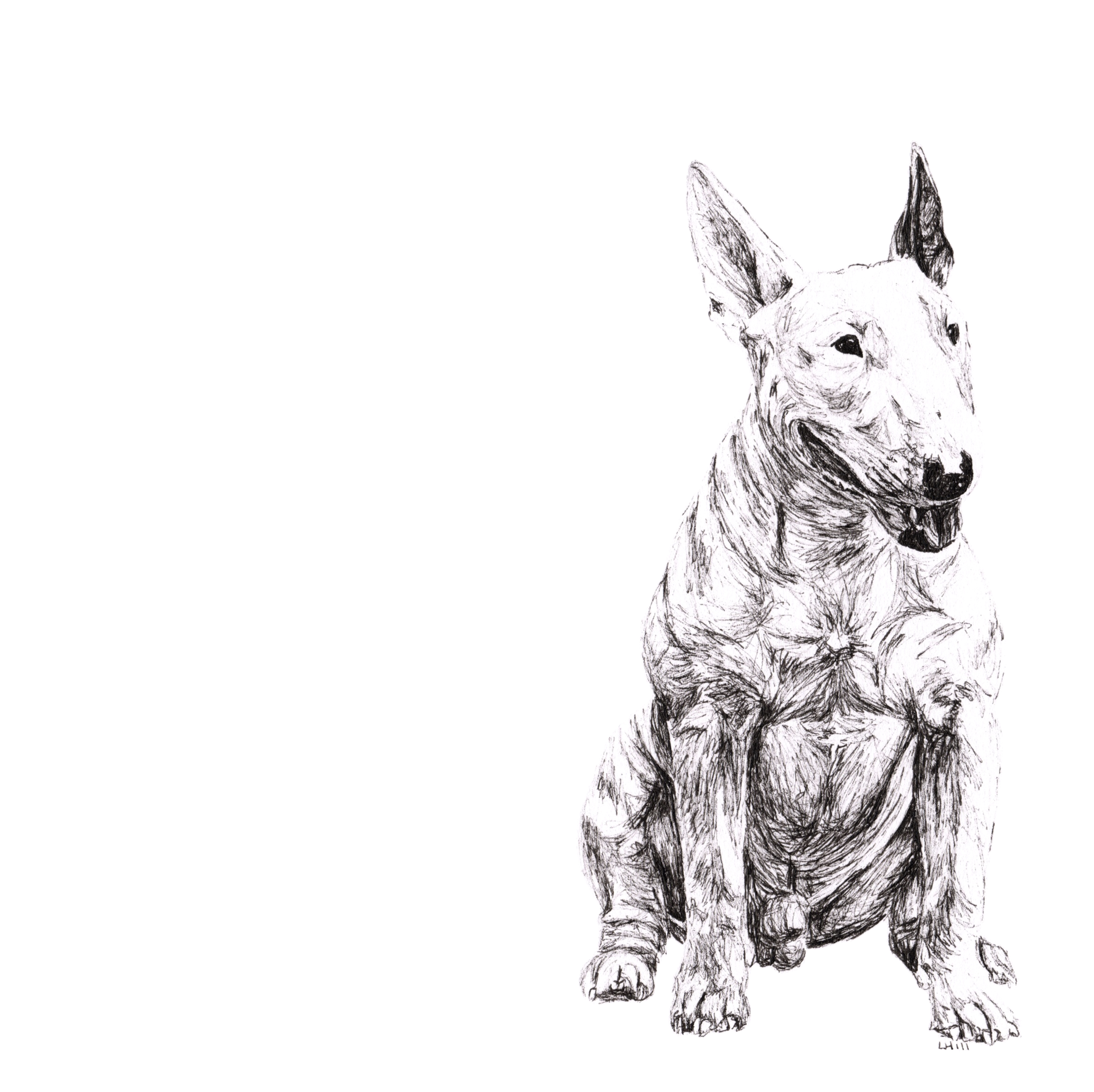 English Bull Terrier pen and ink illustration by Louisa Hill
