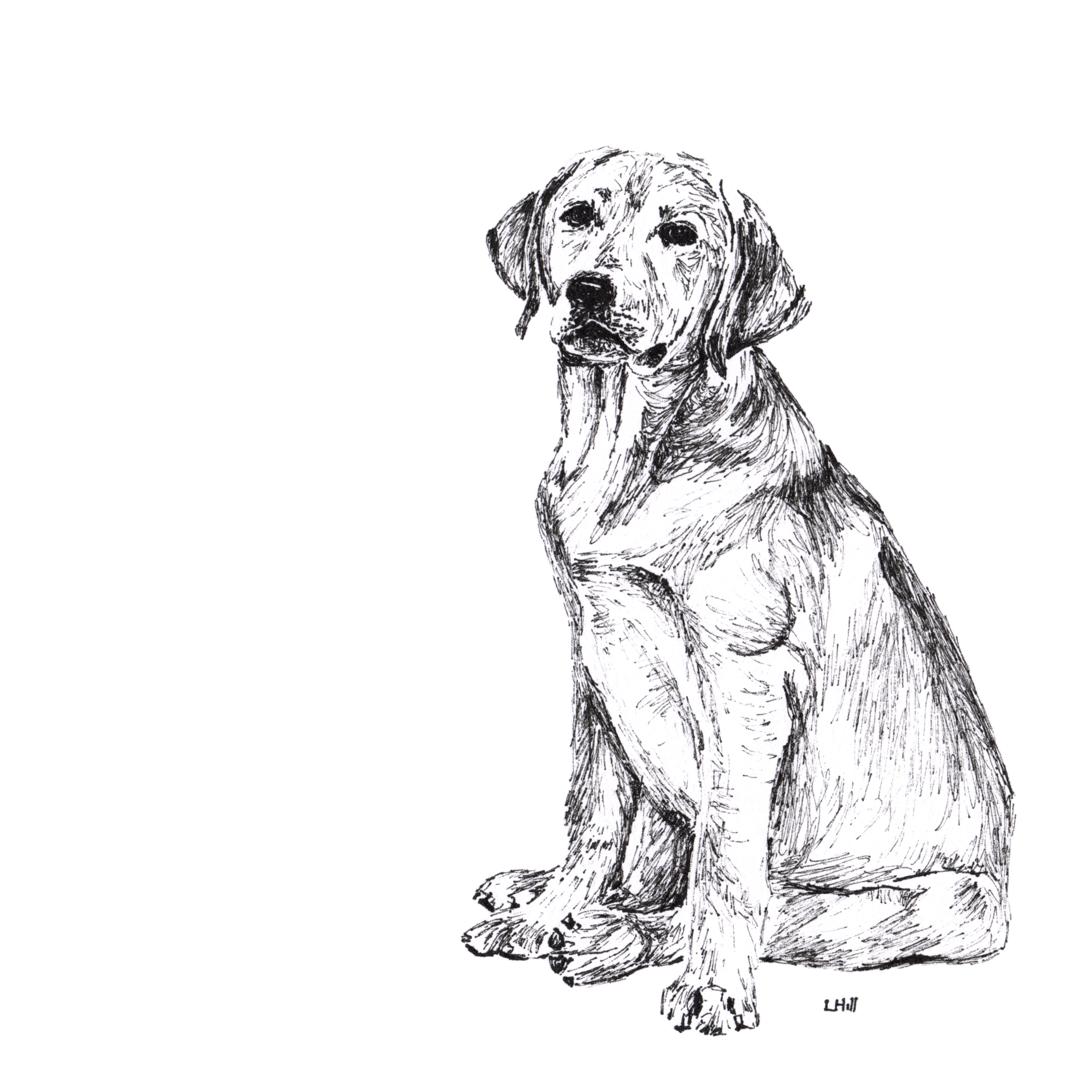 Labrador pen and ink illustration by Louisa Hill