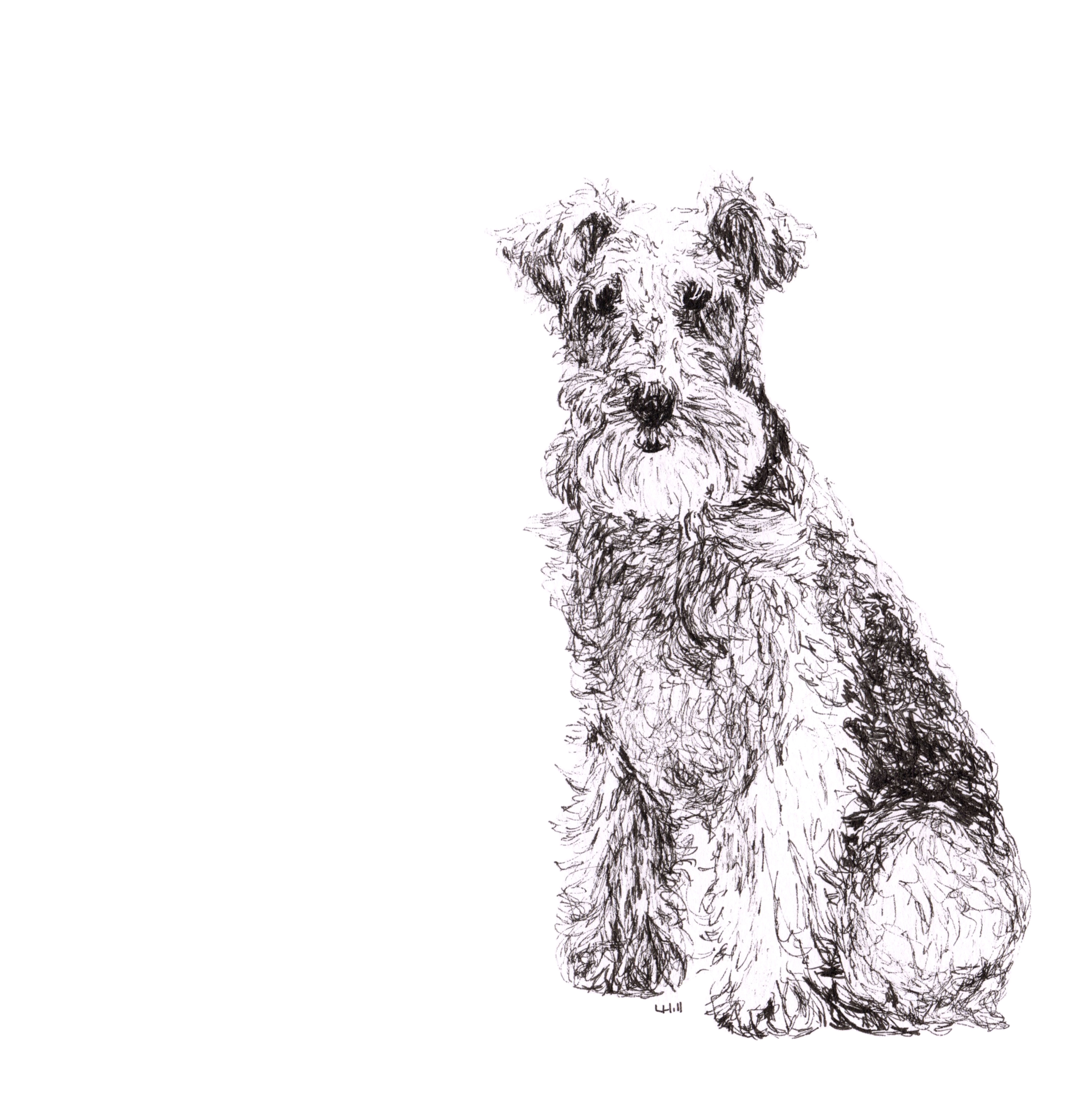 Lakeland Terrier pen and ink illustration by Louisa Hill