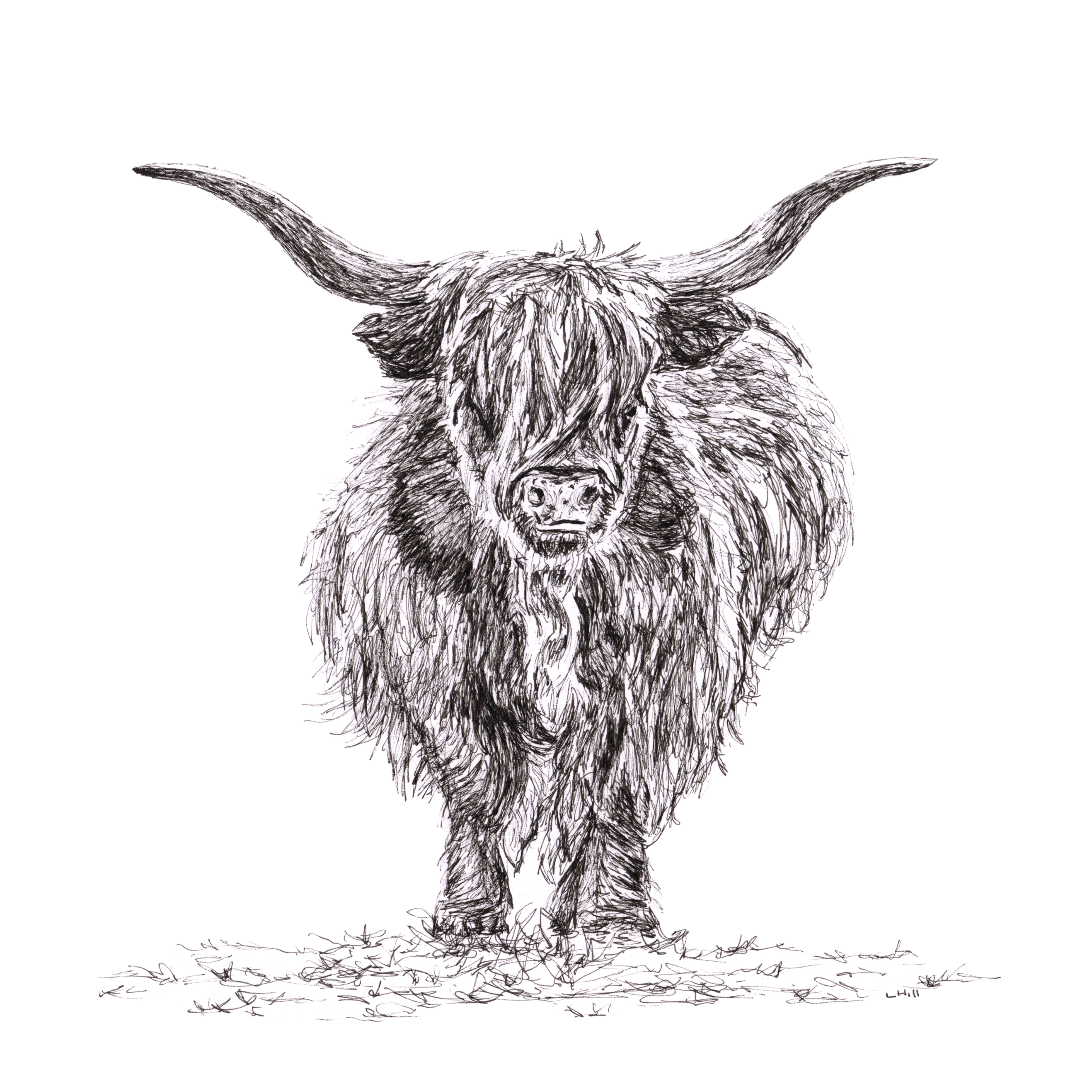 Highland Cattle pen and ink illustration by Louisa Hill