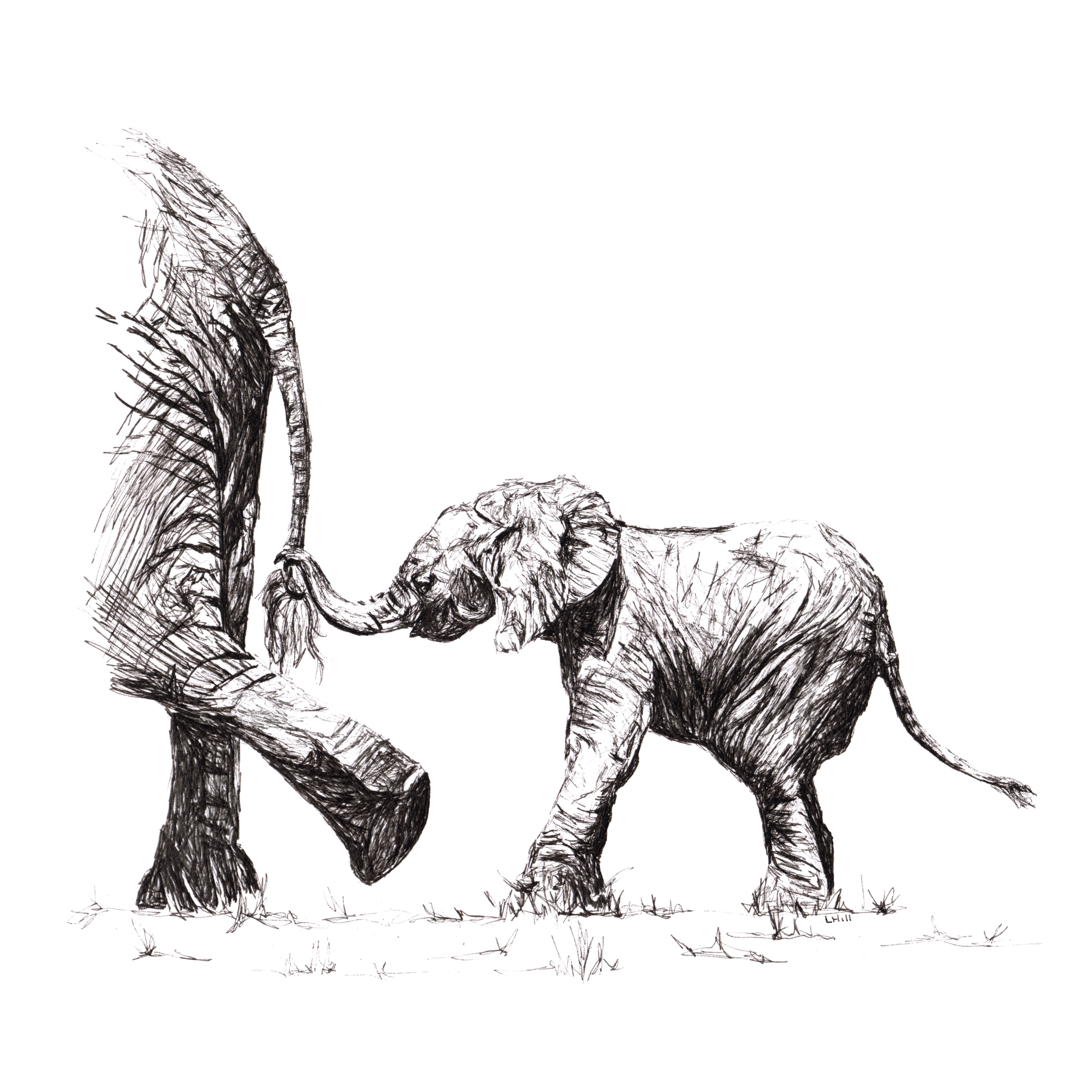 Elephant and baby pen and ink illustration by Louisa Hill