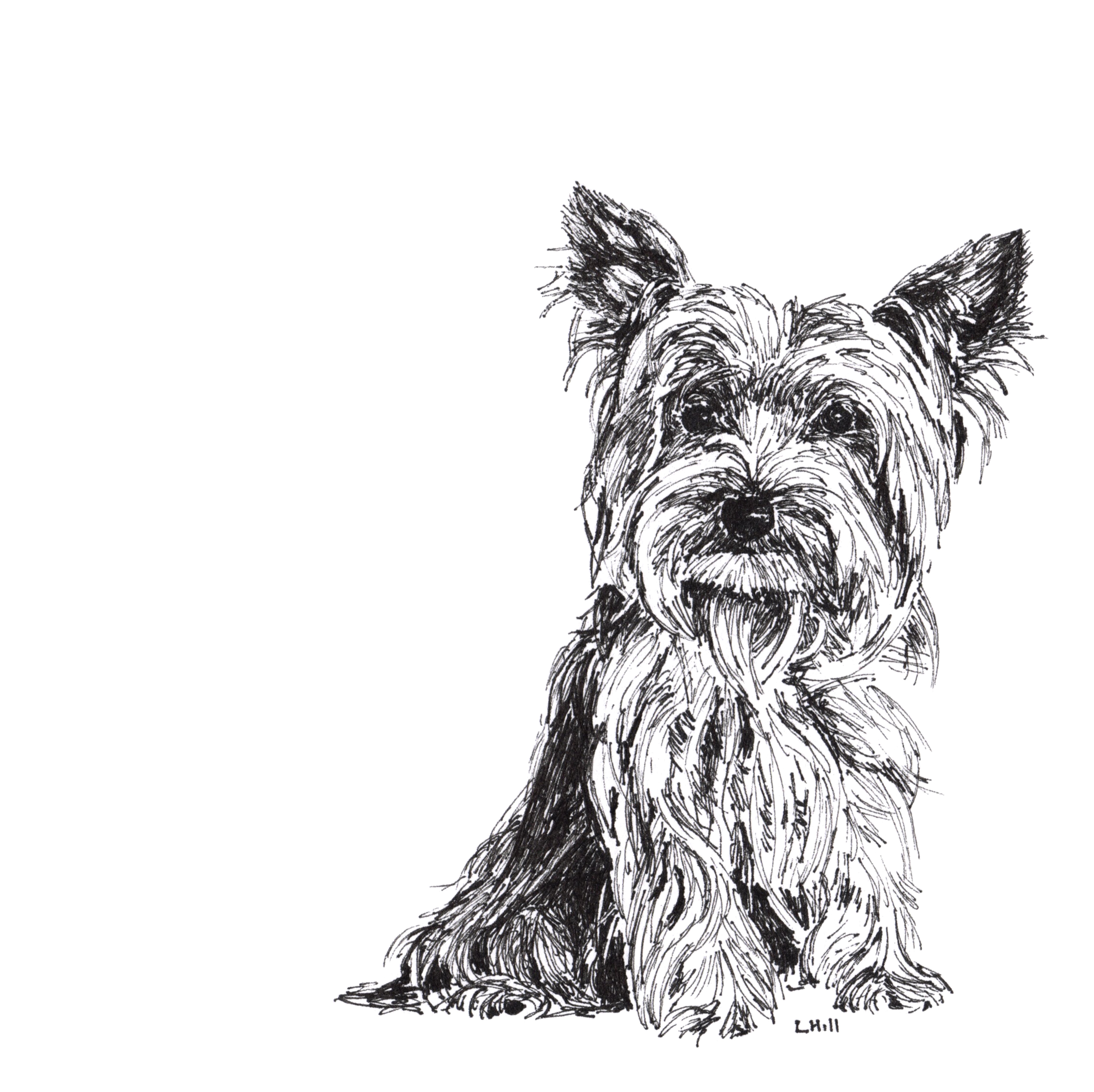 Yorkshire Terrier pen and ink illustration by Louisa Hill