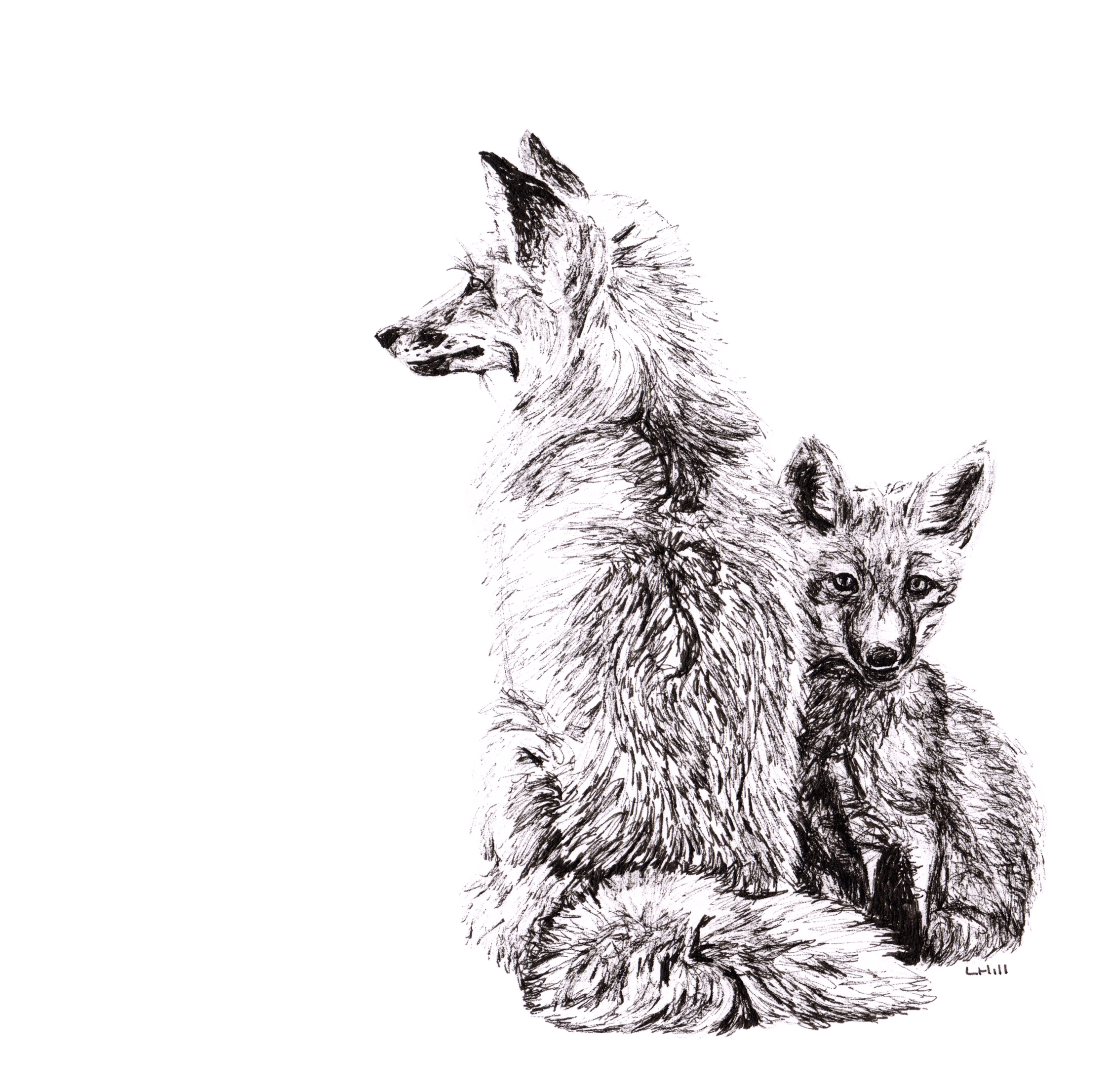 Fox and cub pen and ink illustration by Louisa Hill