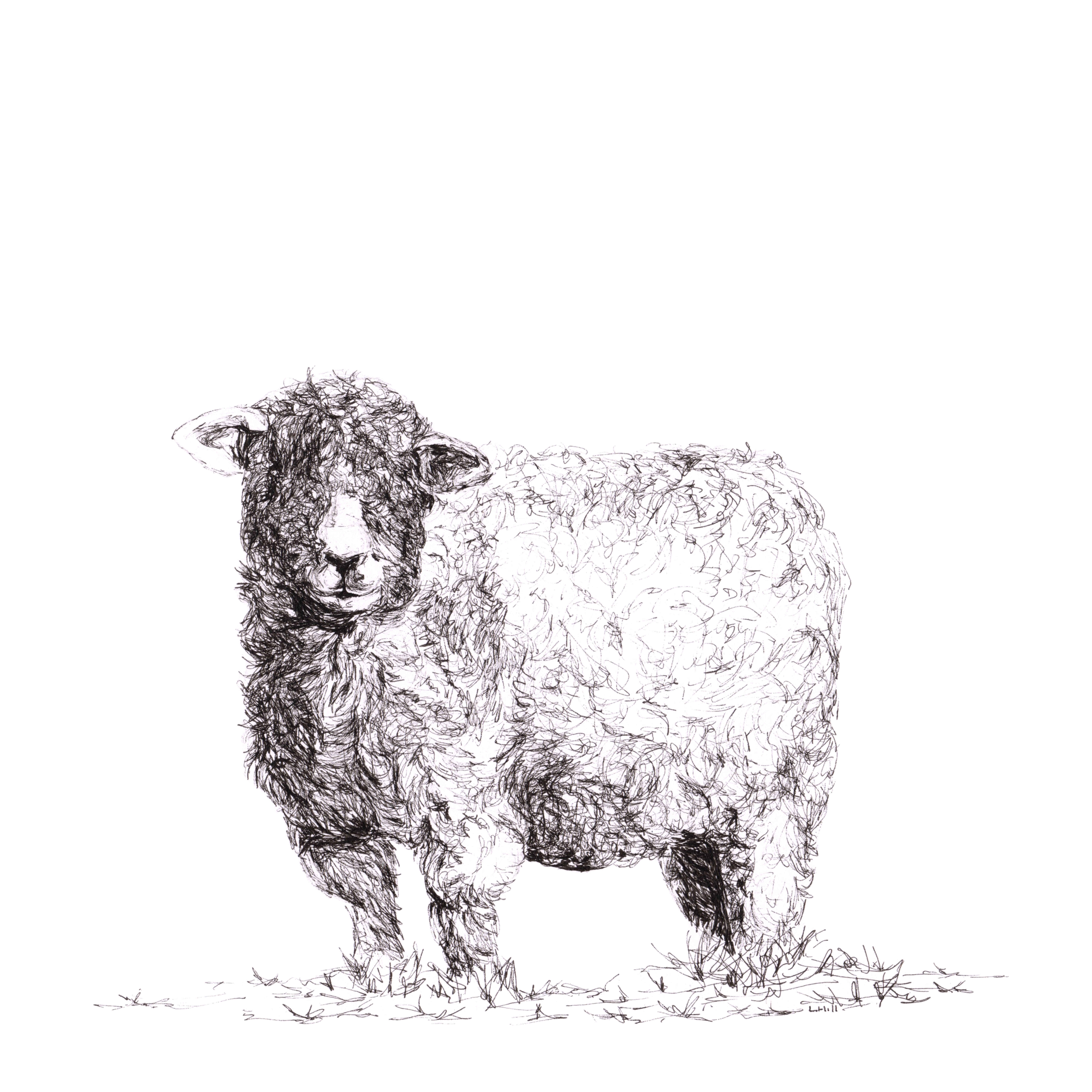 Devon and Cornwall Longwool pen and ink illustration by Louisa Hill