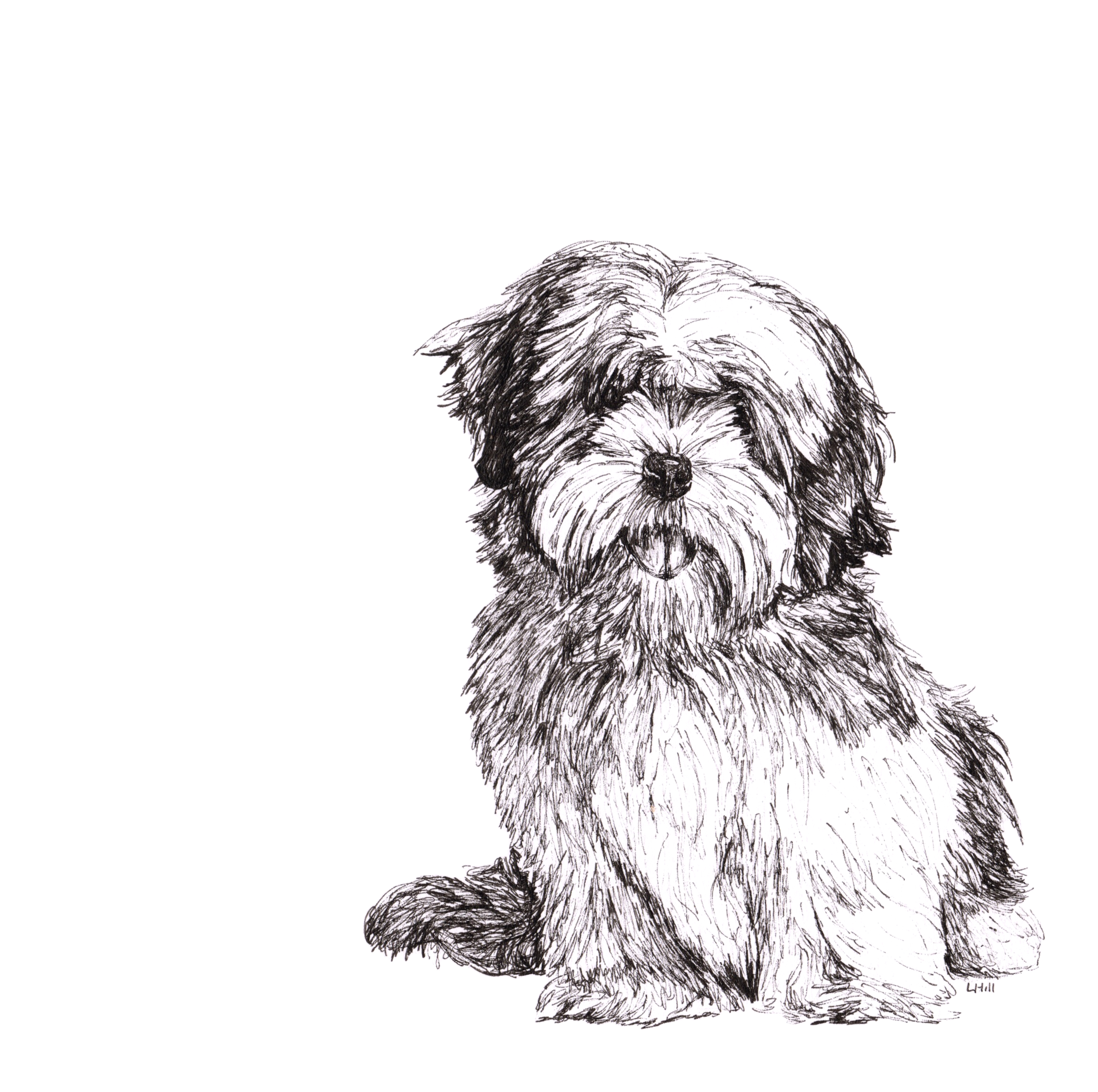 Lhasa Apso pen and ink illustration by Louisa Hill