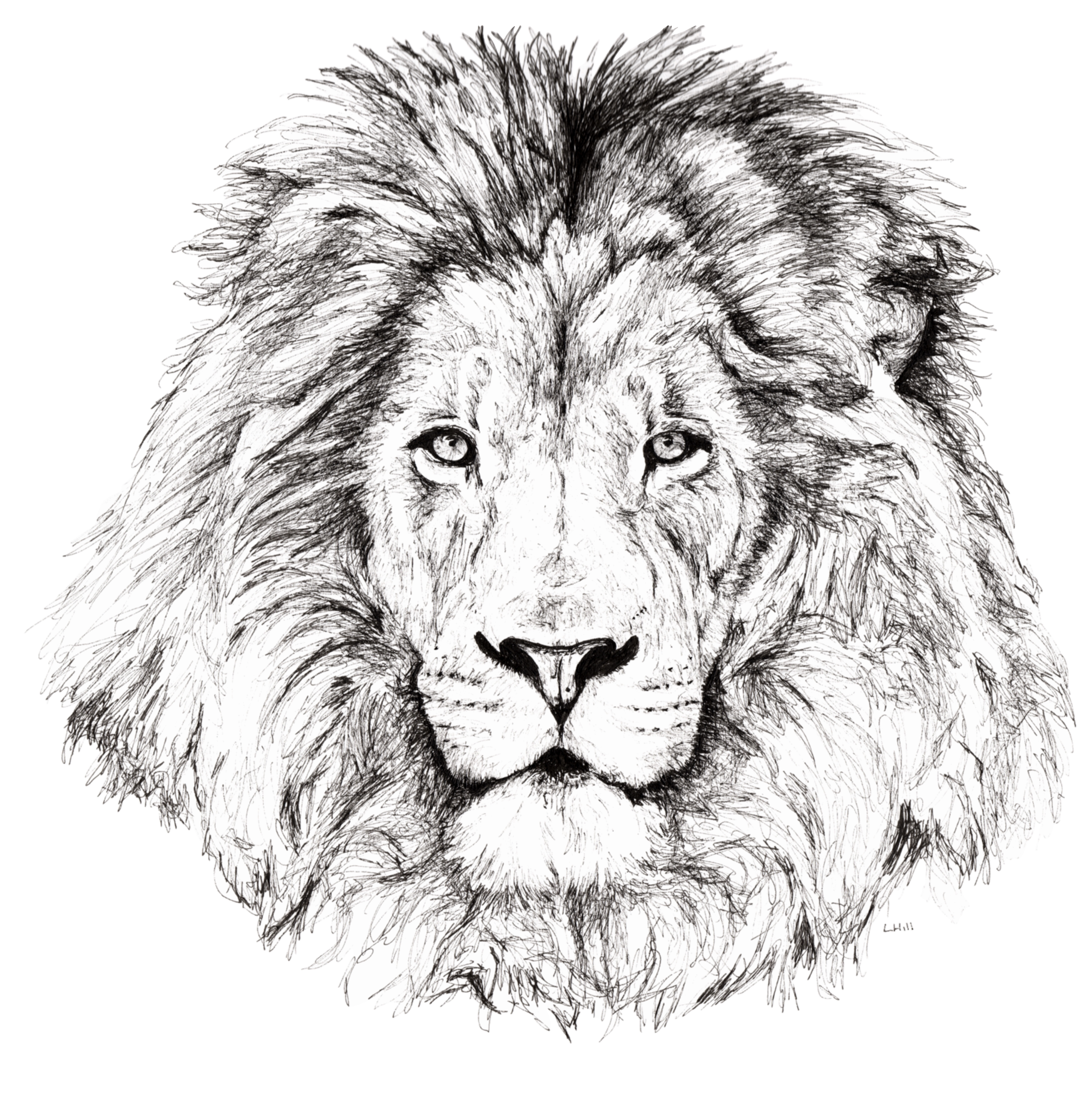 Lion pen and ink illustration by Louisa Hill
