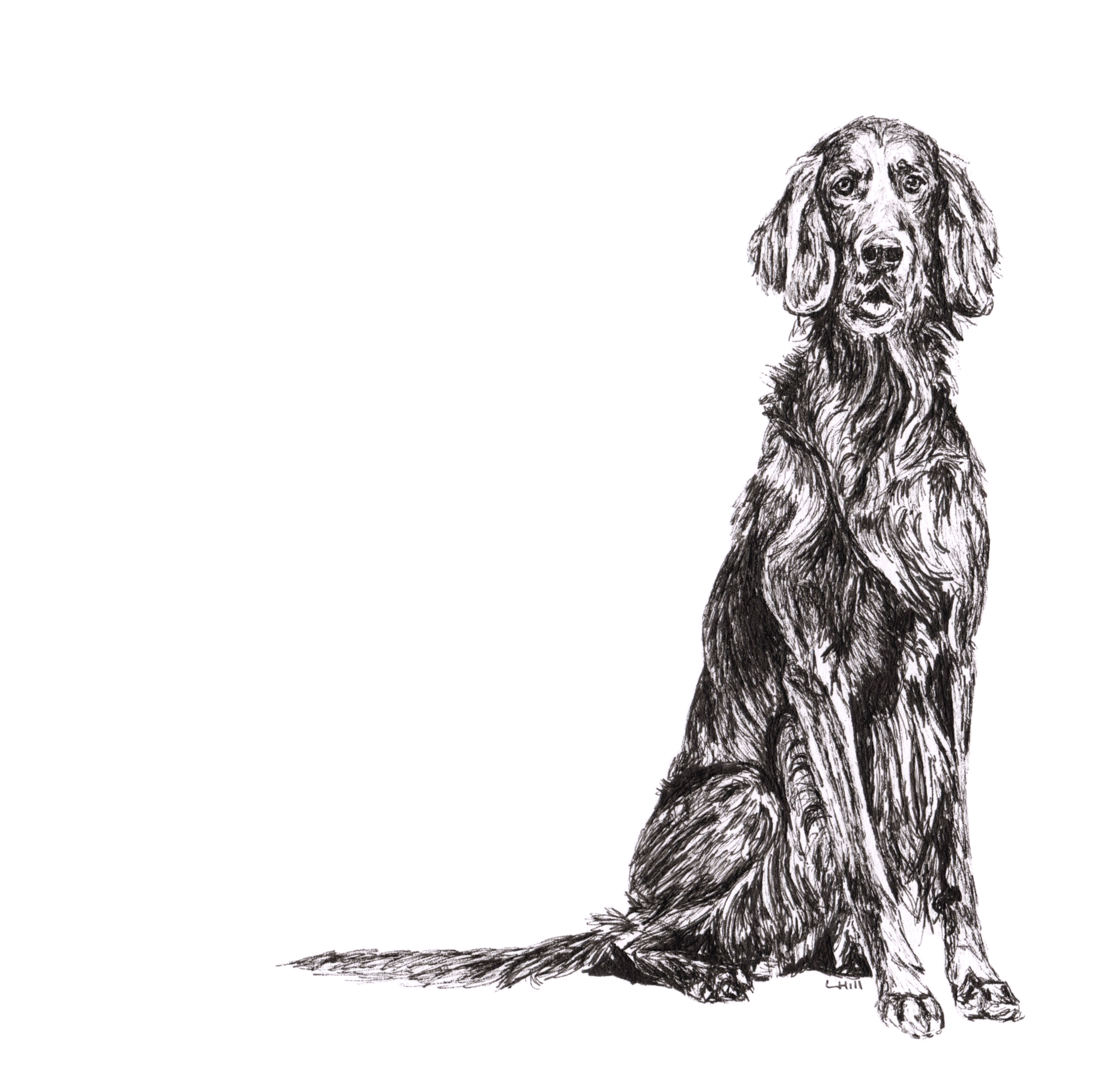 English Setter pen and ink illustration by Louisa Hill