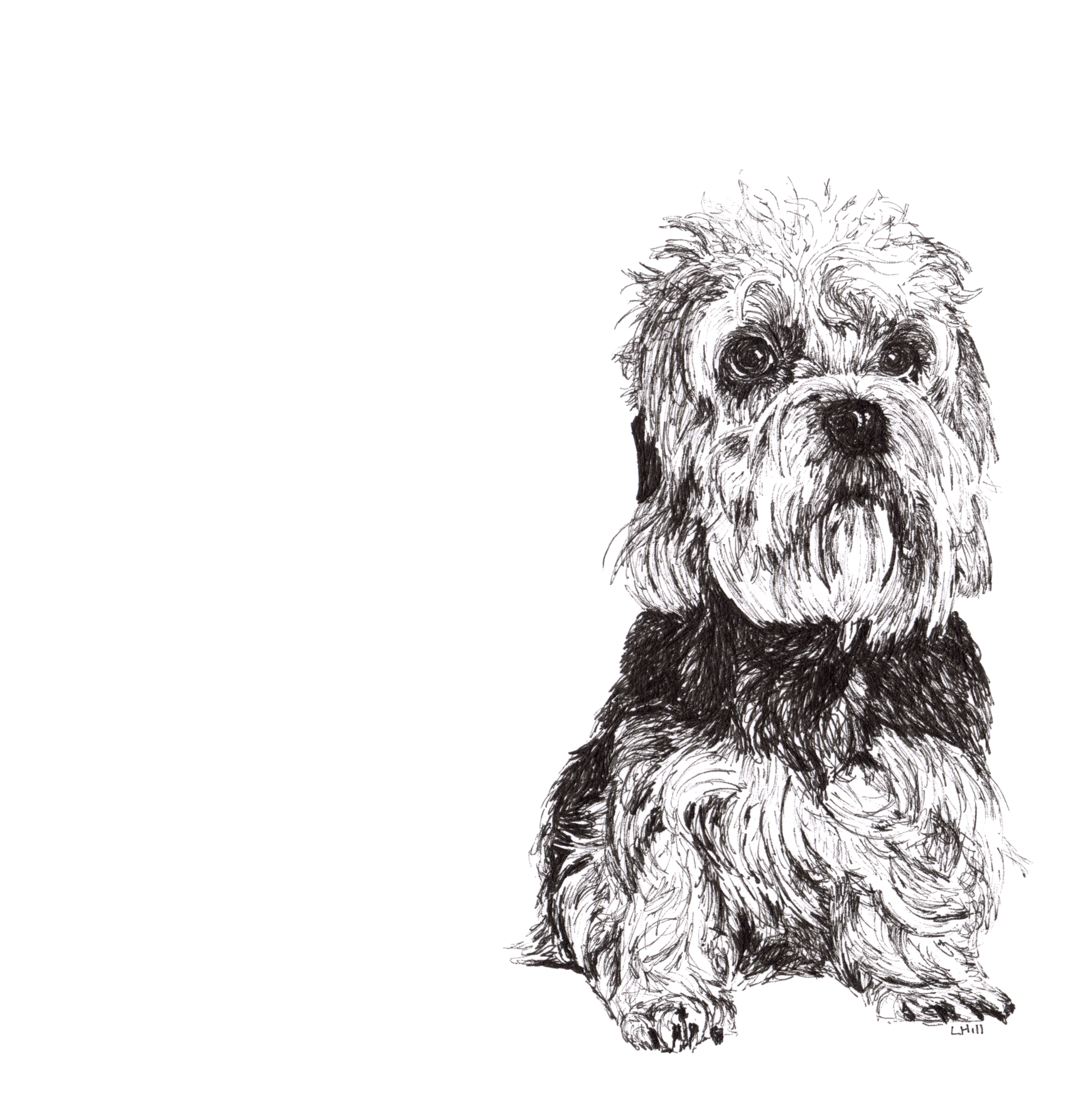 Dandie Dinmont Terrier pen and ink illustration by Louisa Hill