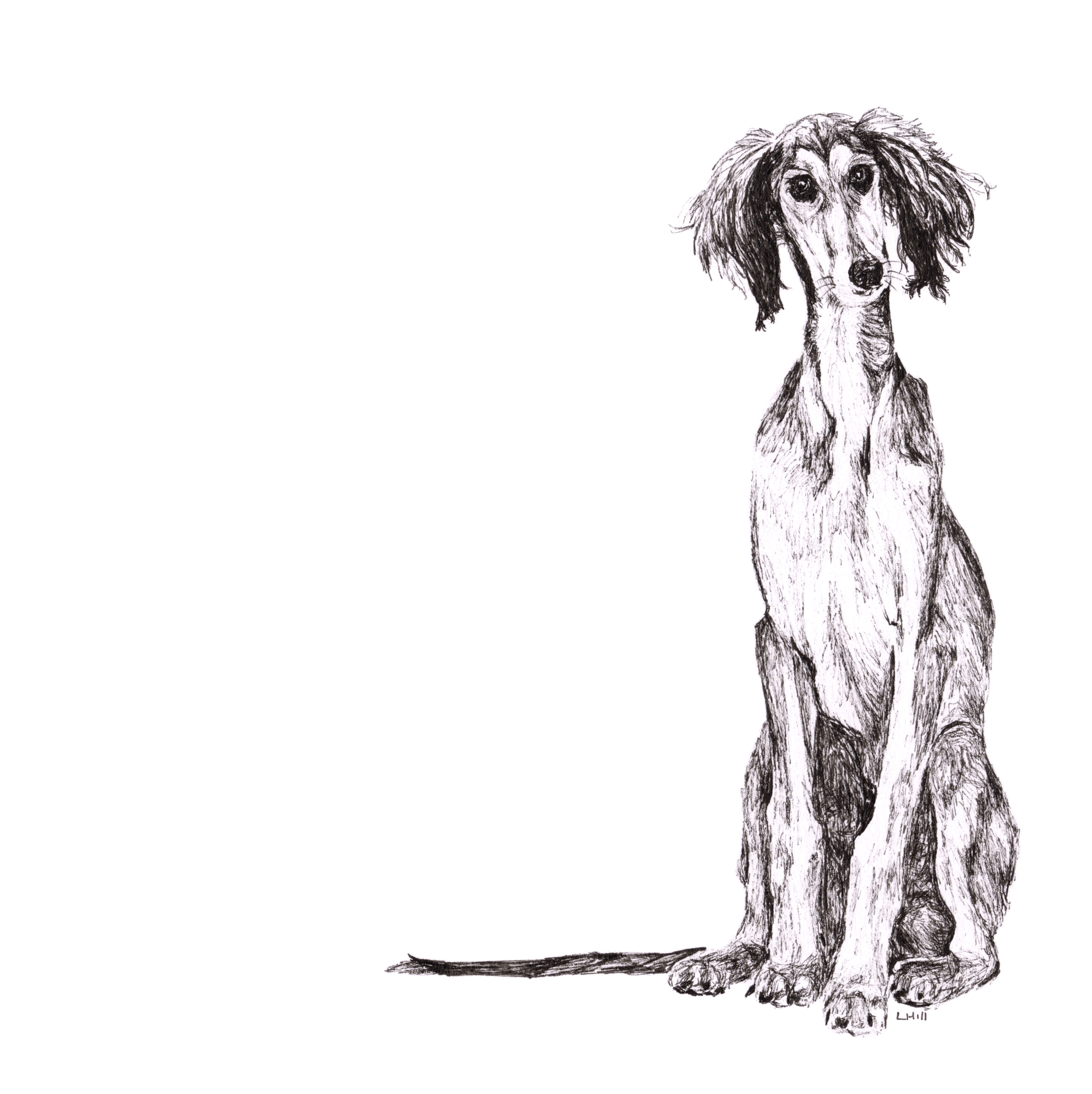 Saluki pen and ink illustration by Louisa Hill