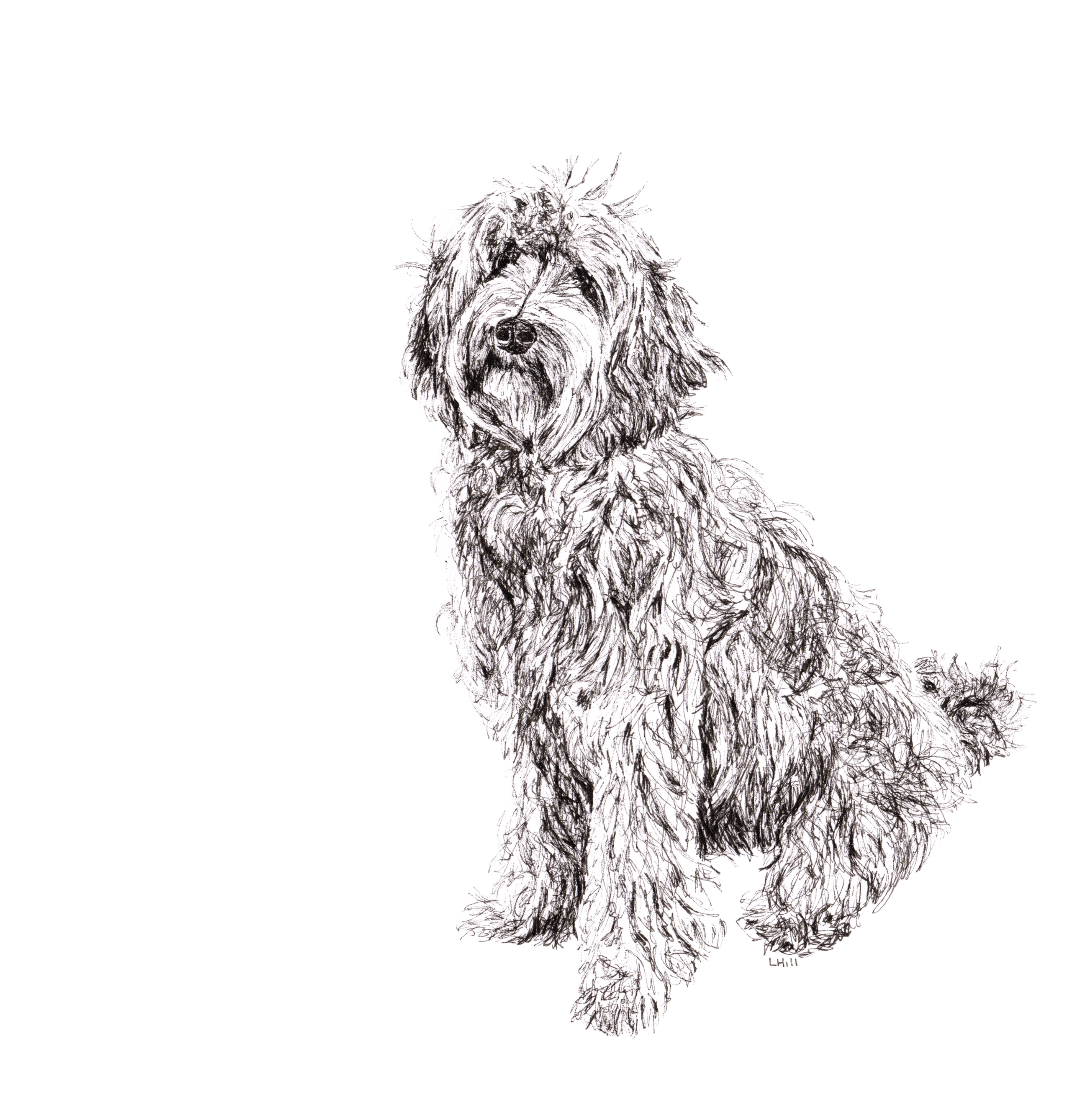 Labradoodle pen and ink illustration by Louisa Hill