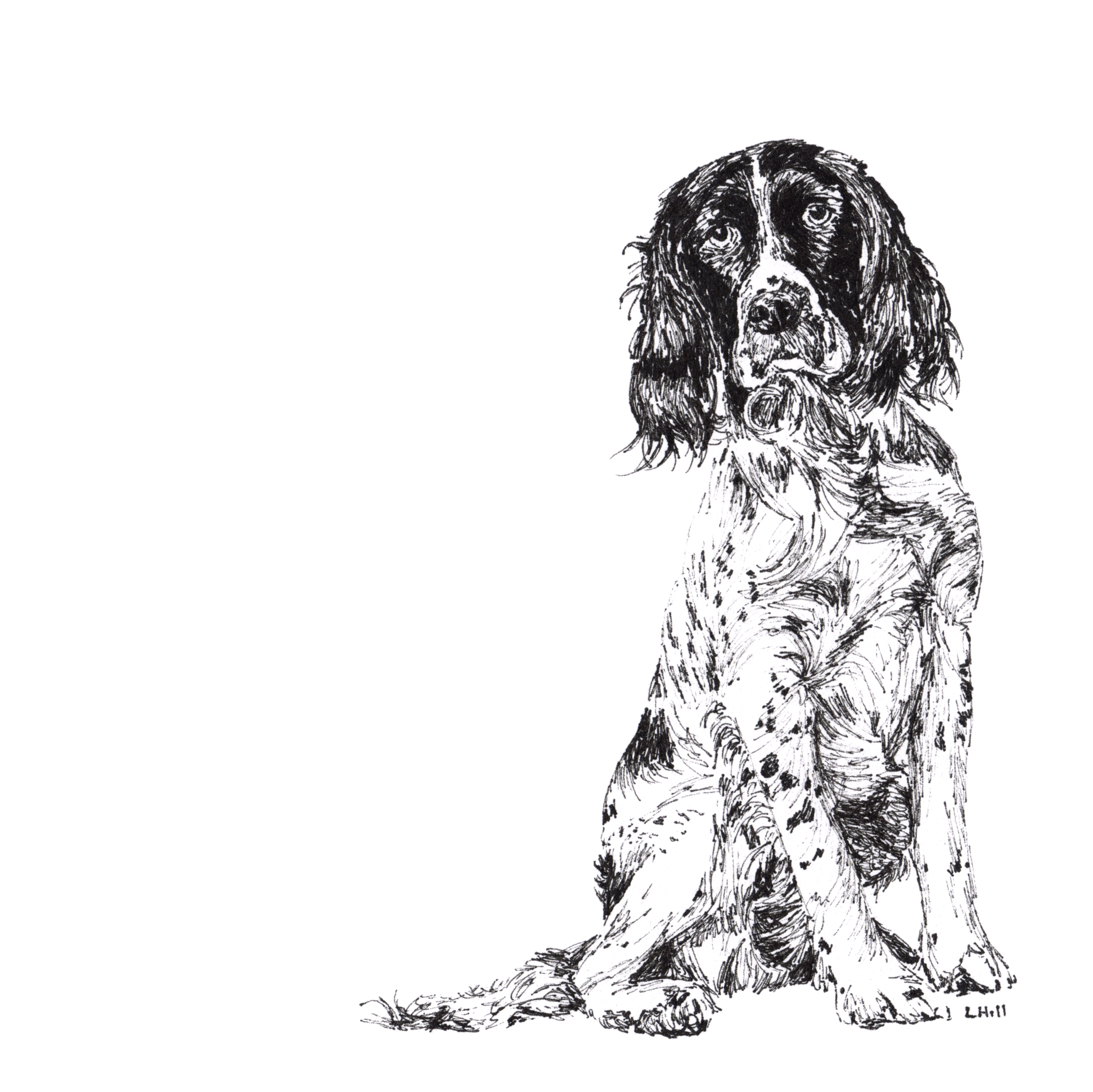 Springer Spaniel pen and ink illustration by Louisa Hill