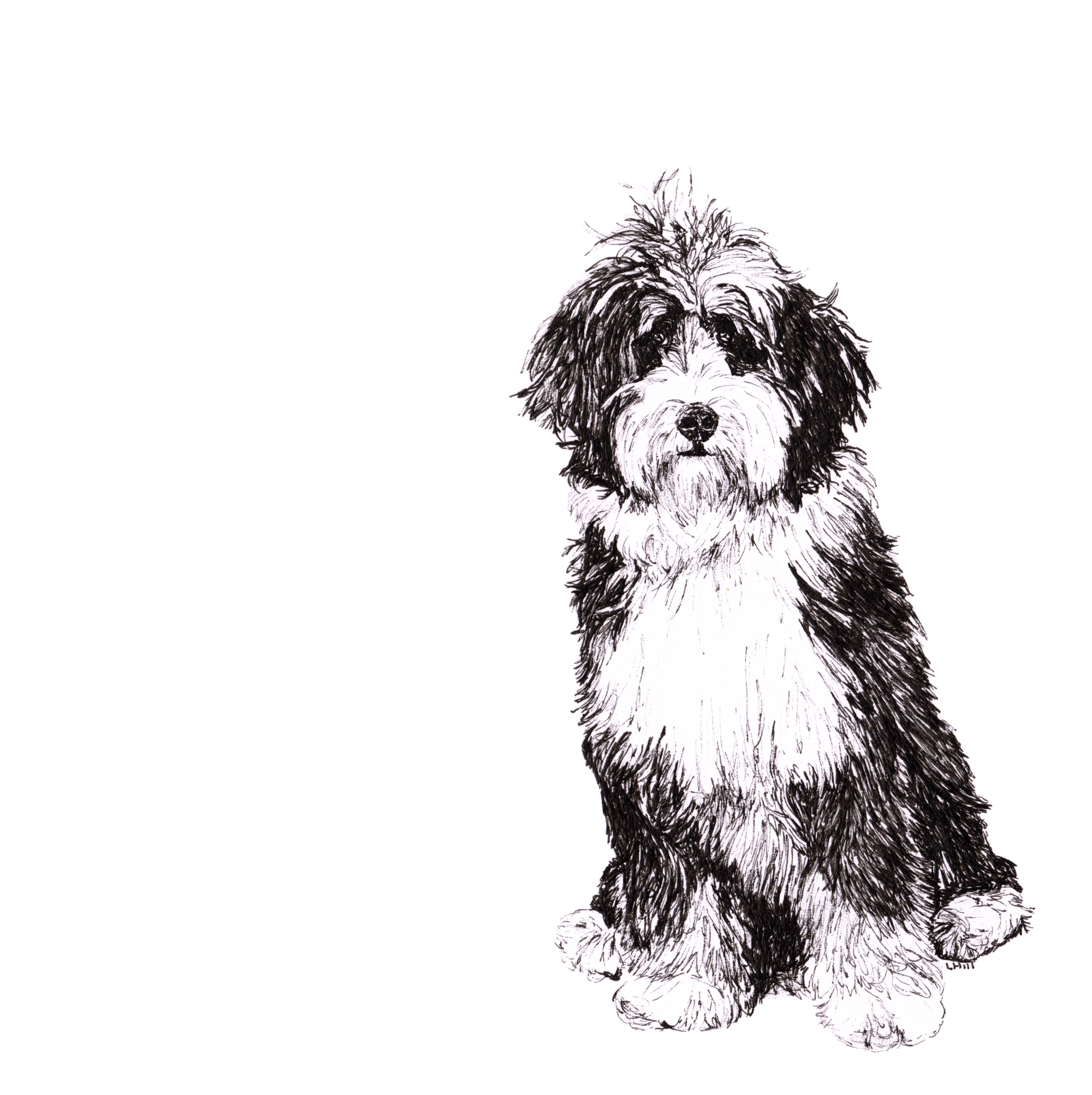 Bernedoodle pen and ink illustration by Louisa Hill