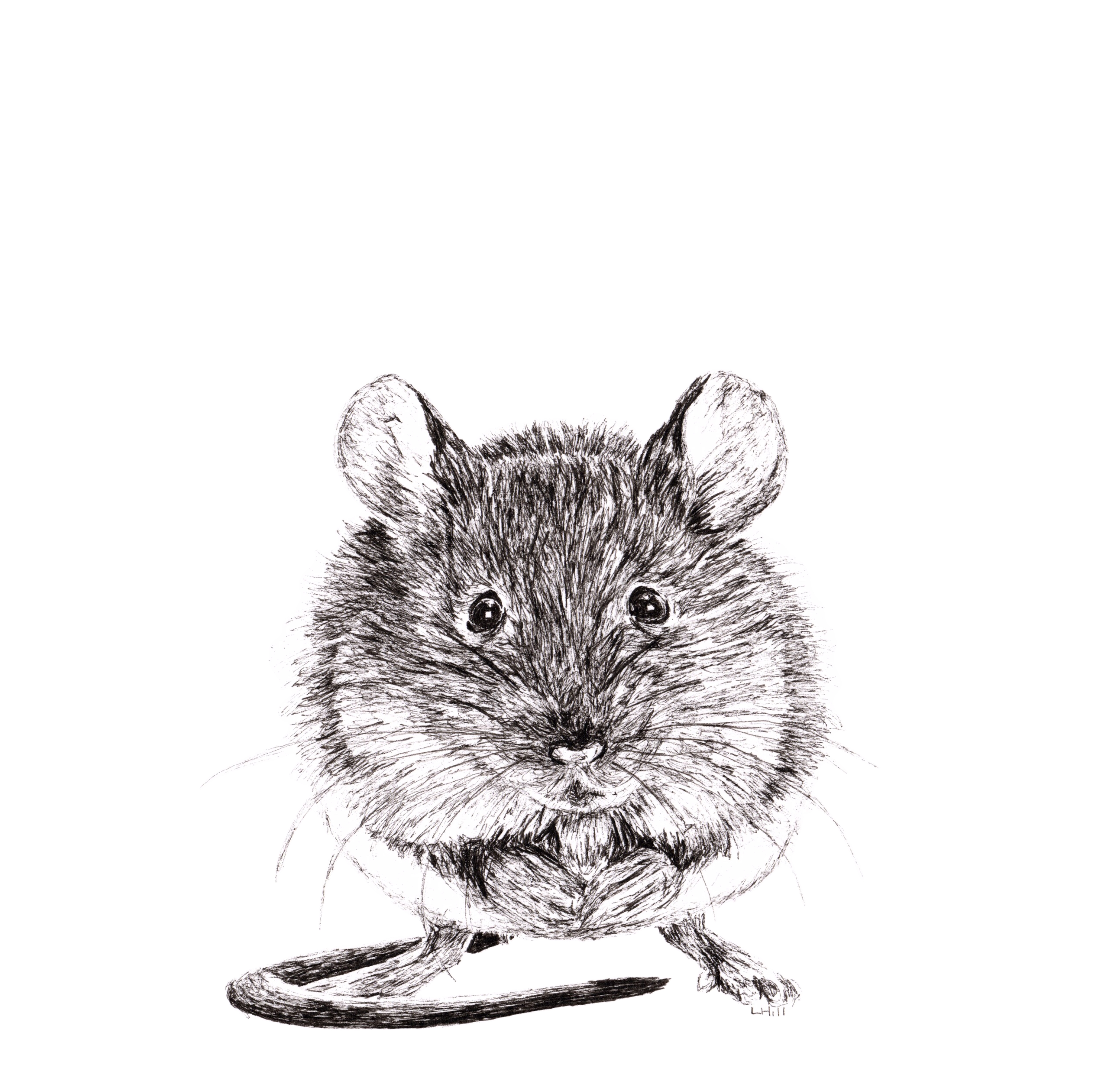 Mouse pen and ink illustration by Louisa Hill