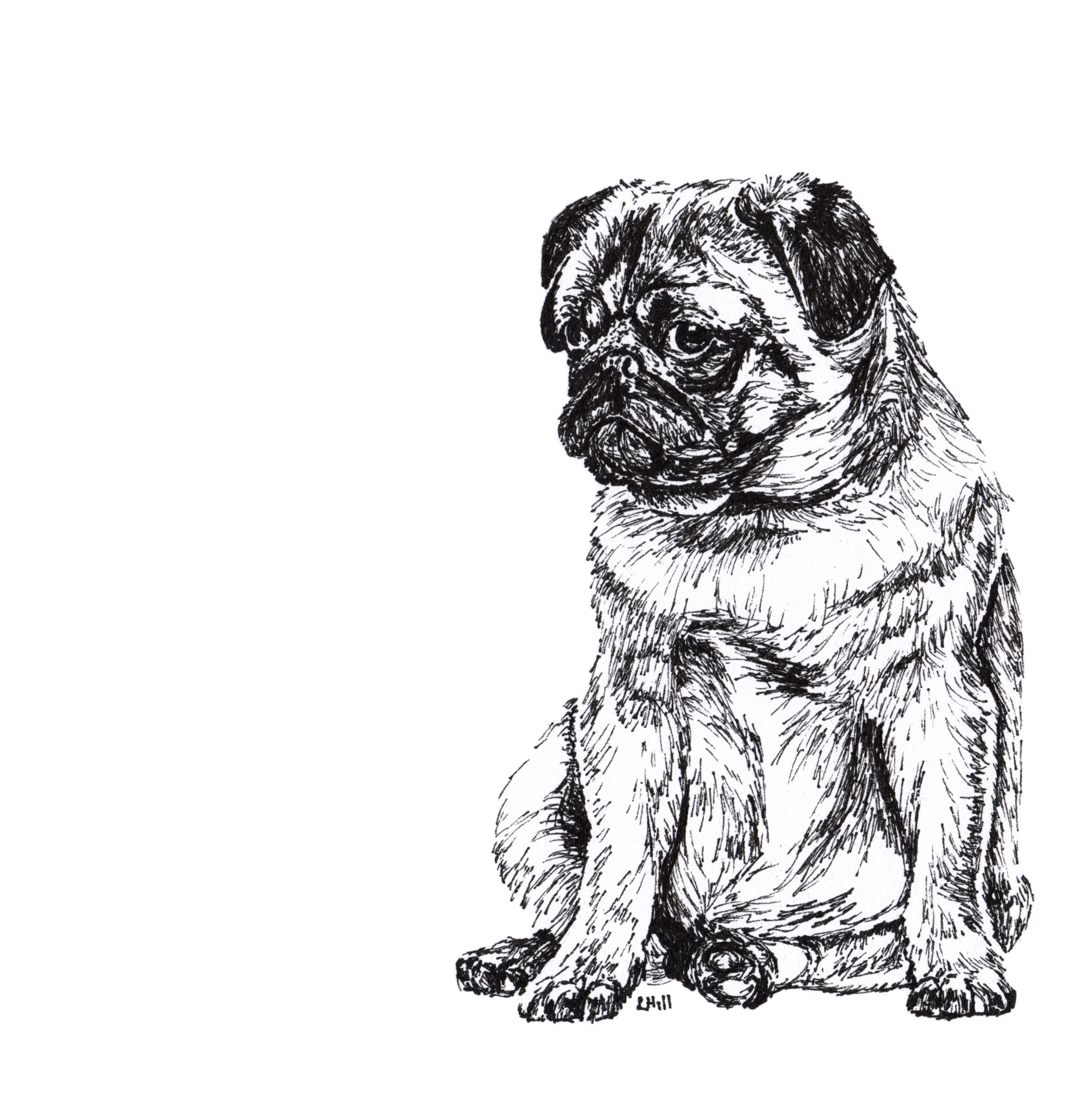 Pug pen and ink illustration by Louisa Hill