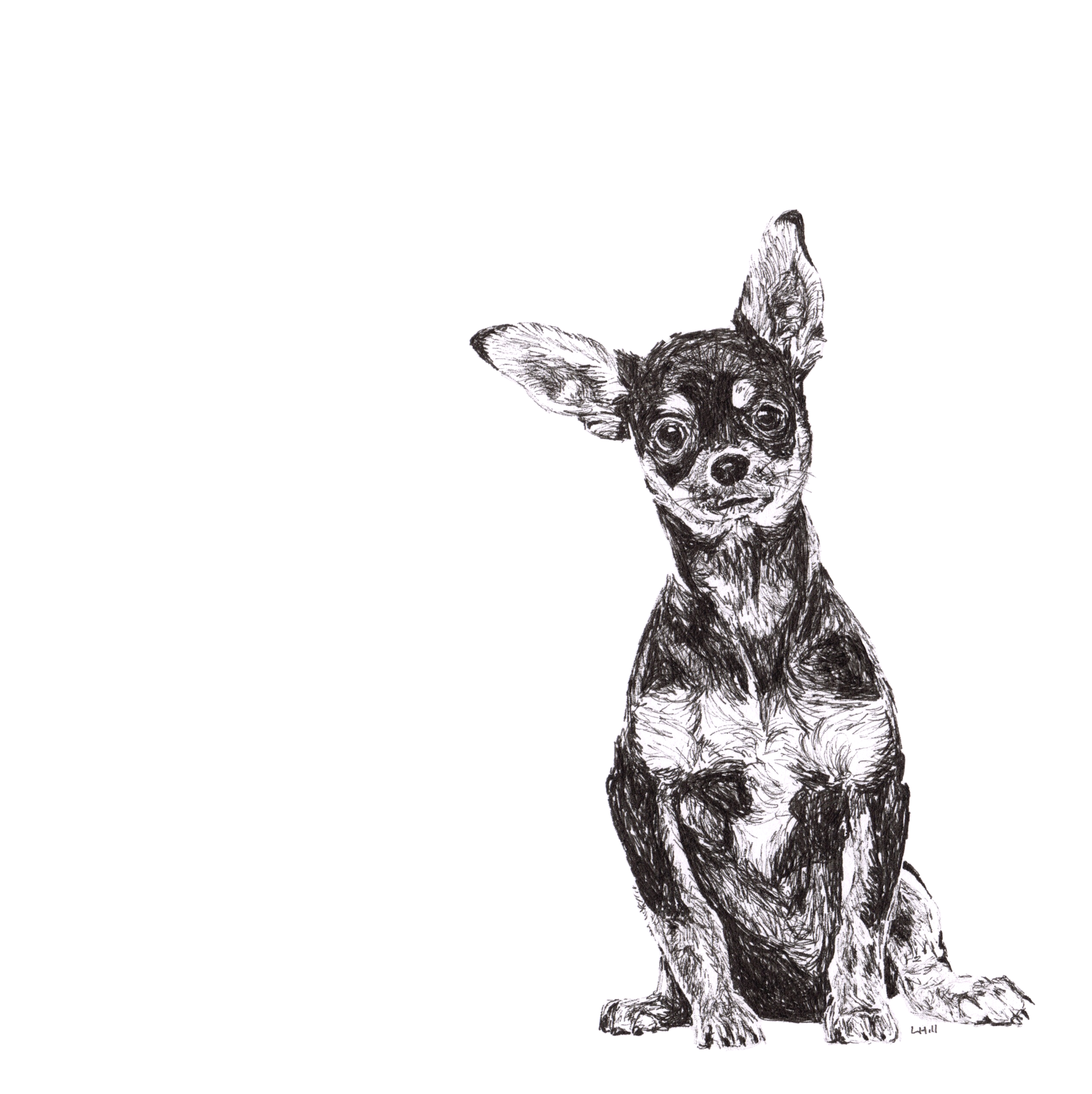 Chihuahua pen and ink illustration by Louisa Hill
