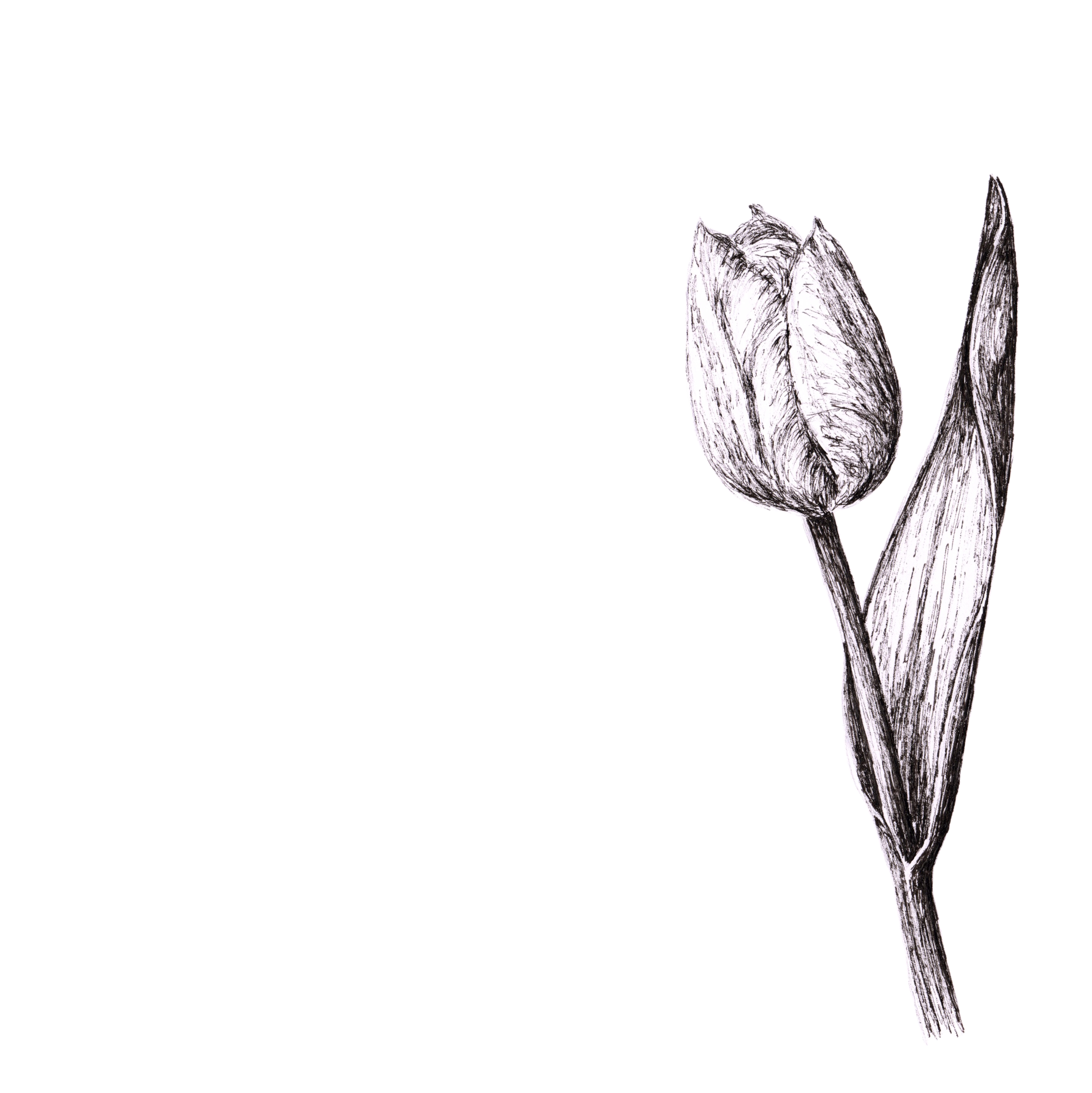 Tulip pen and ink illustration by Louisa Hill