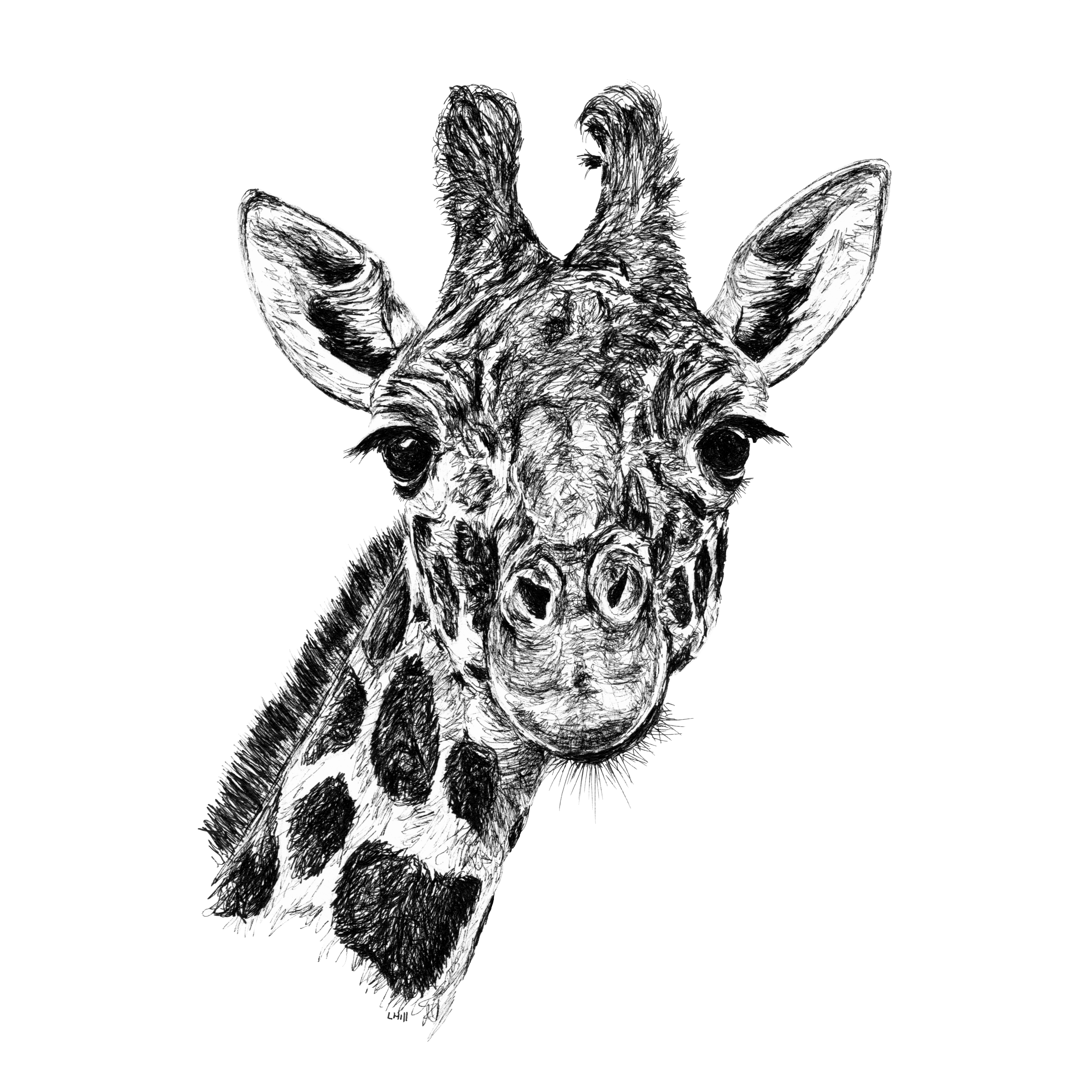 Giraffe pen and ink illustration by Louisa Hill