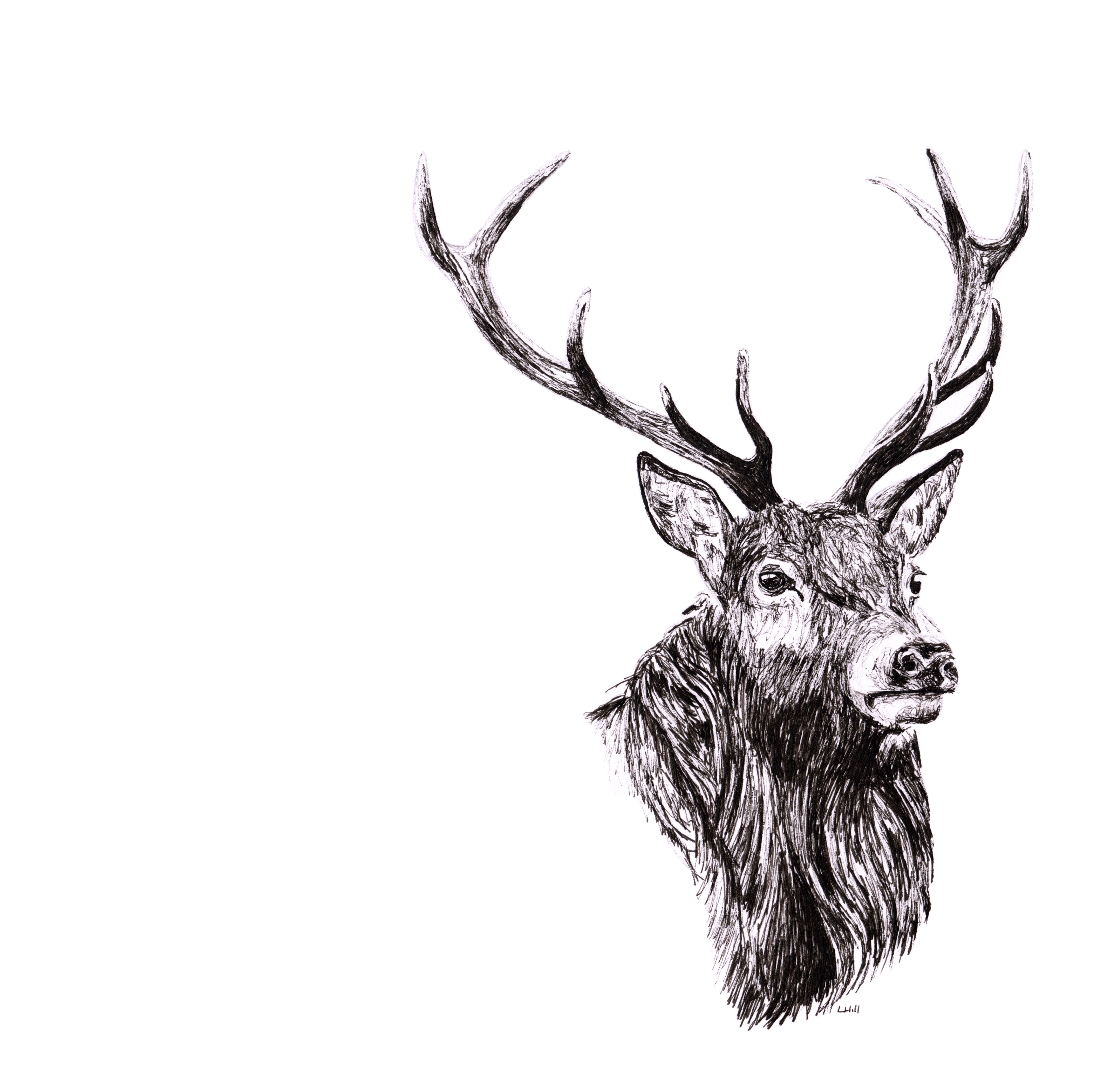 Stag pen and ink illustration by Louisa Hill