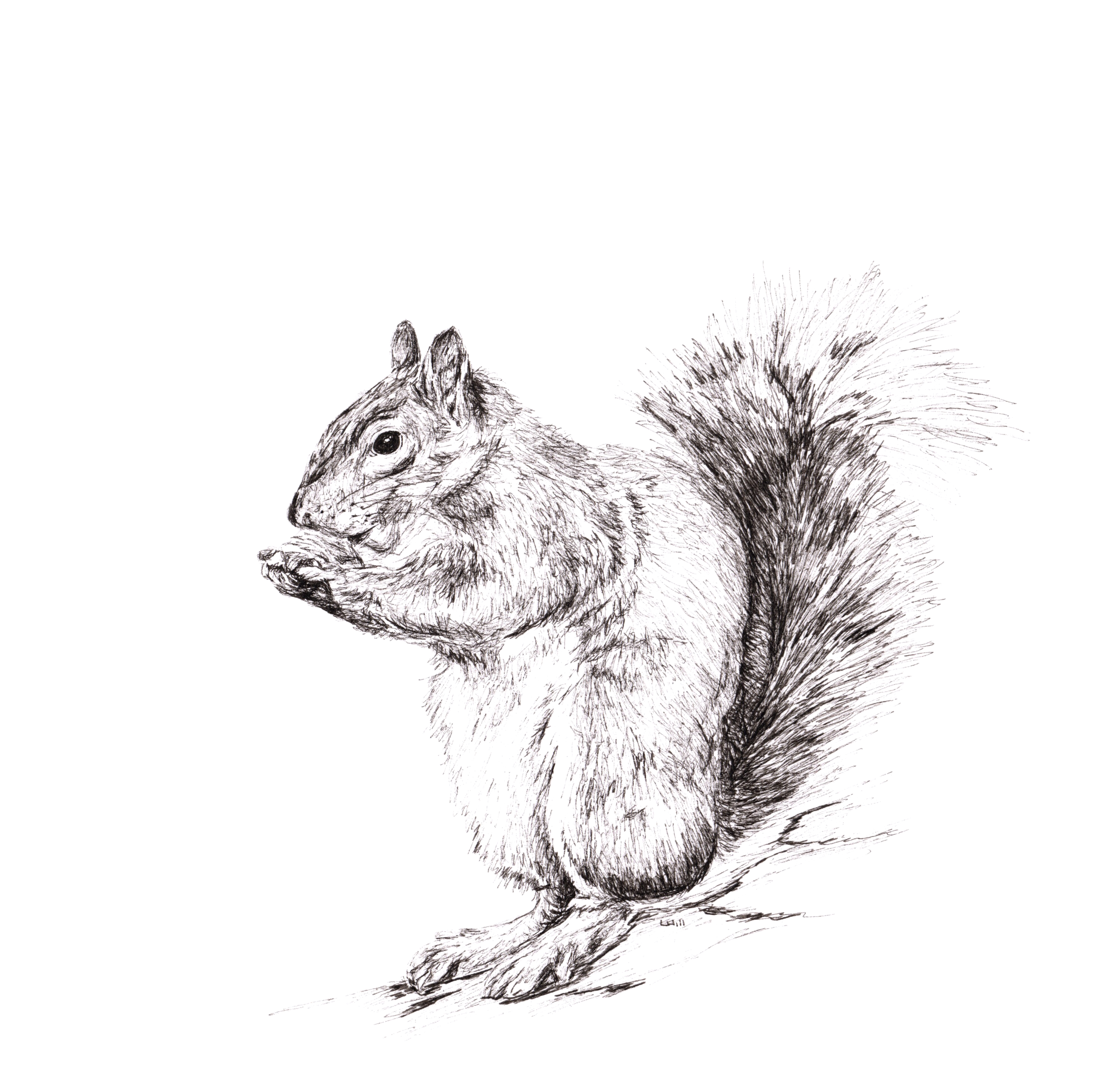 Squirrel pen and ink illustration by Louisa Hill