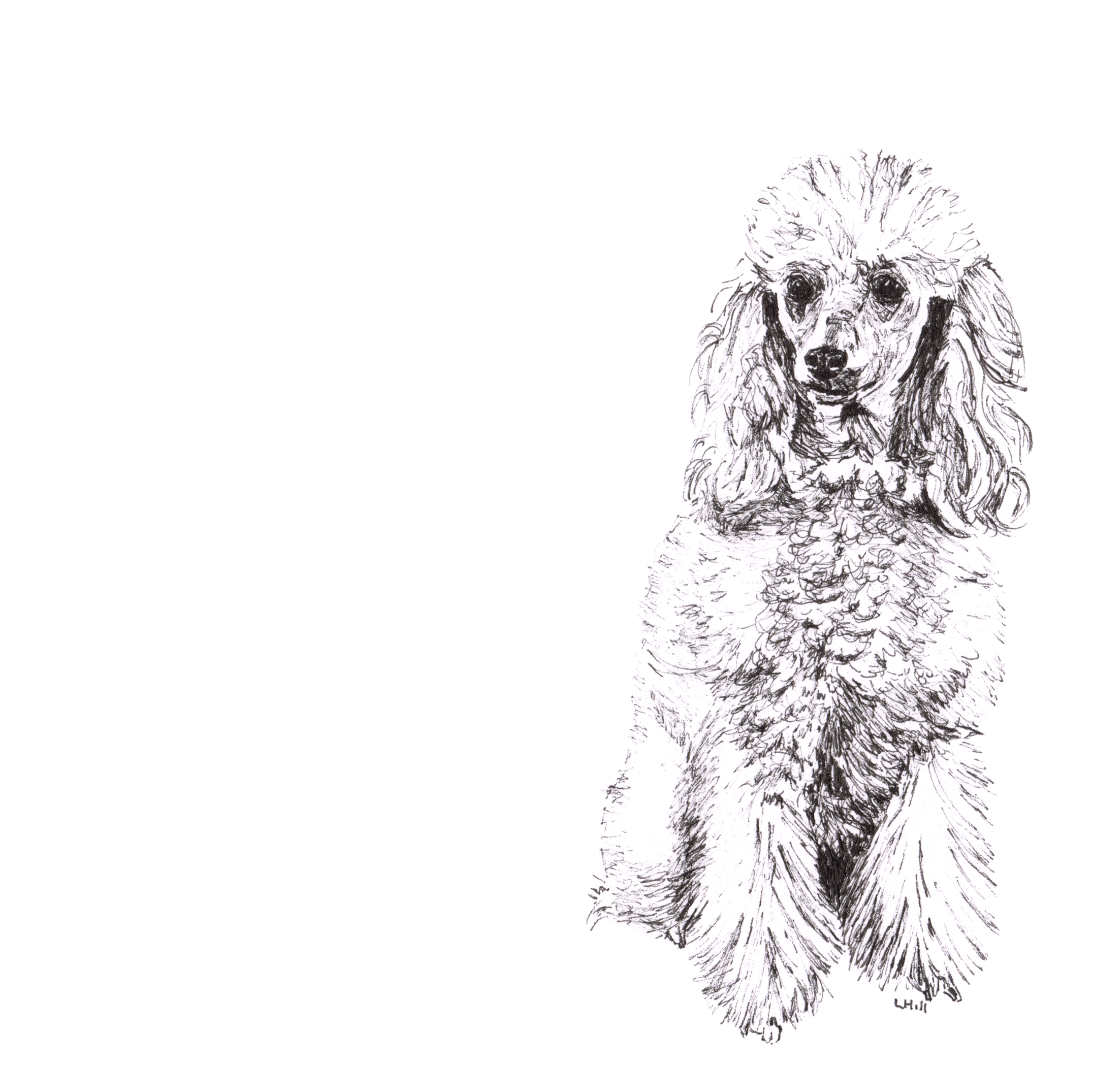 Poodle pen and ink illustration by Louisa Hill
