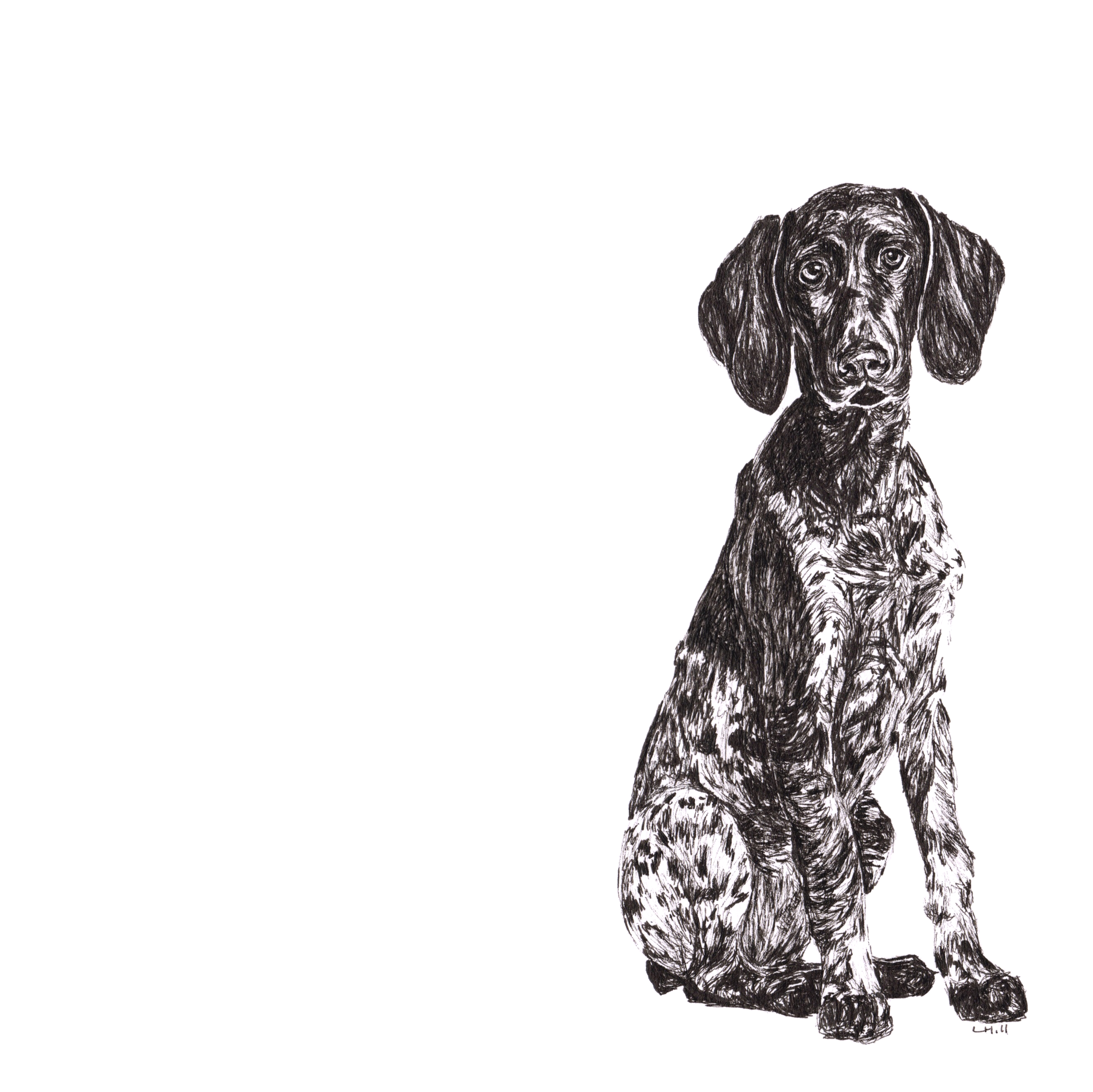 German Short Haired Pointer pen and ink illustration by Louisa Hill