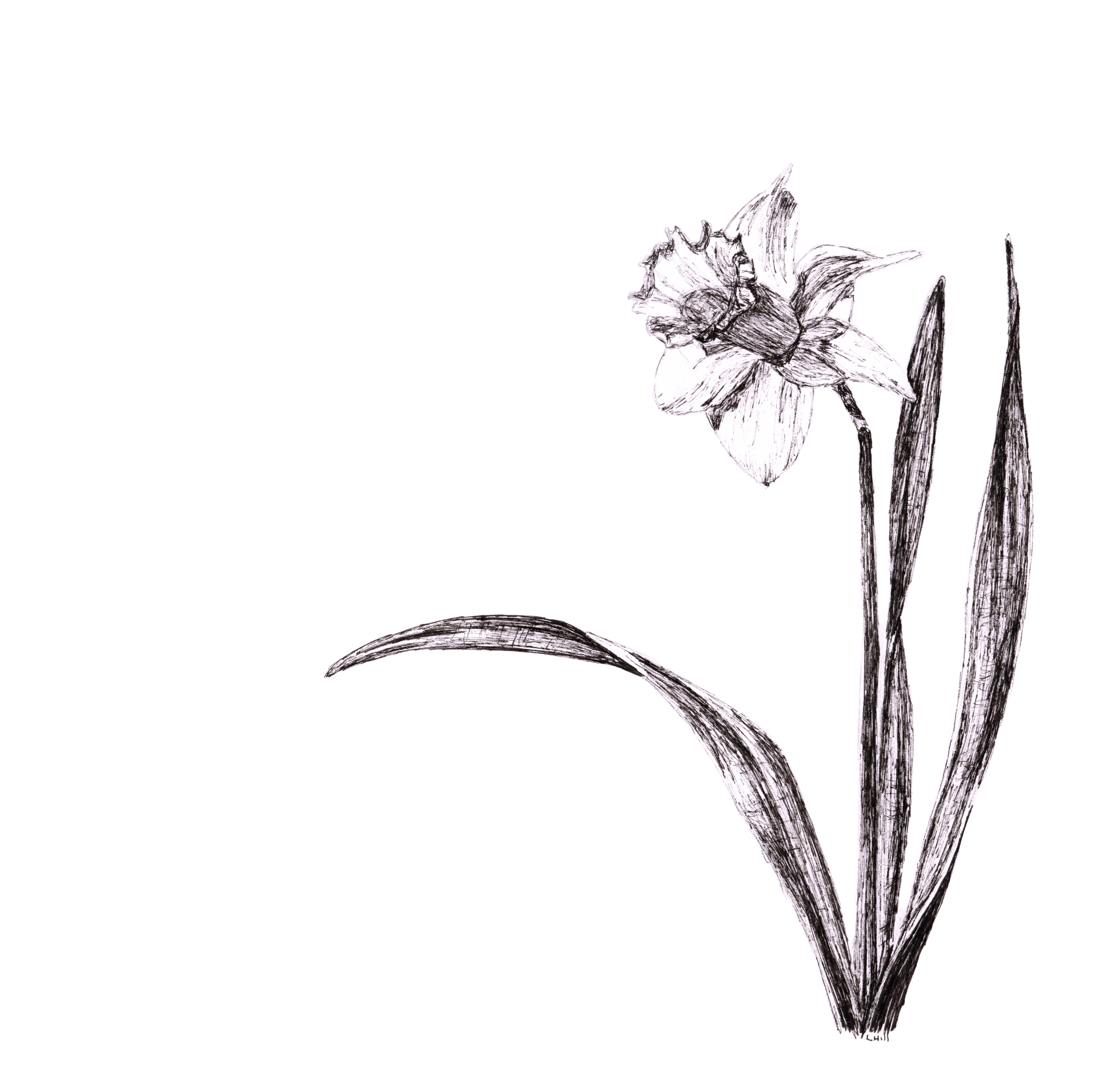 Daffodil pen and ink illustration by Louisa Hill