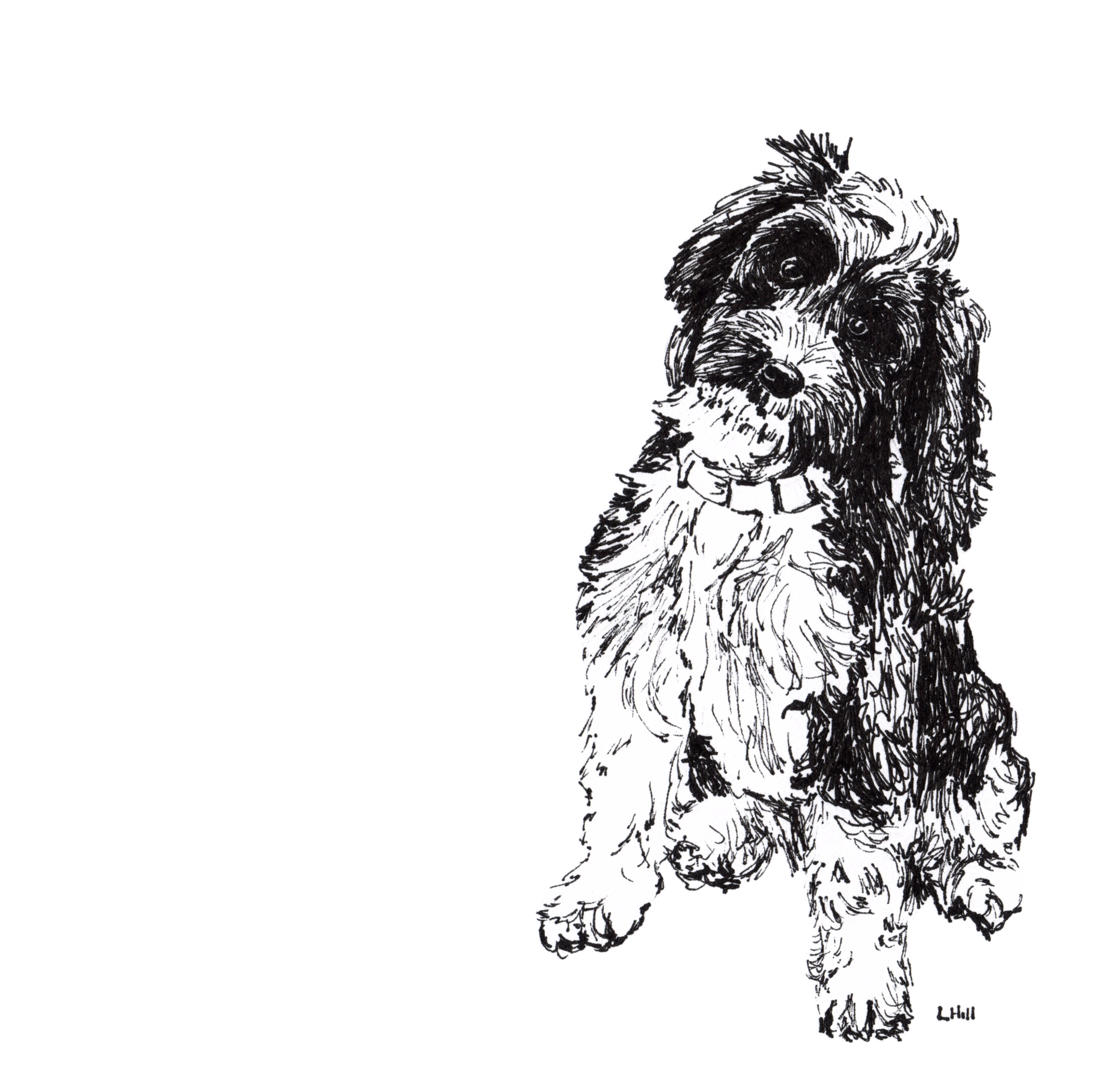Cockapoo pen and ink illustration by Louisa Hill