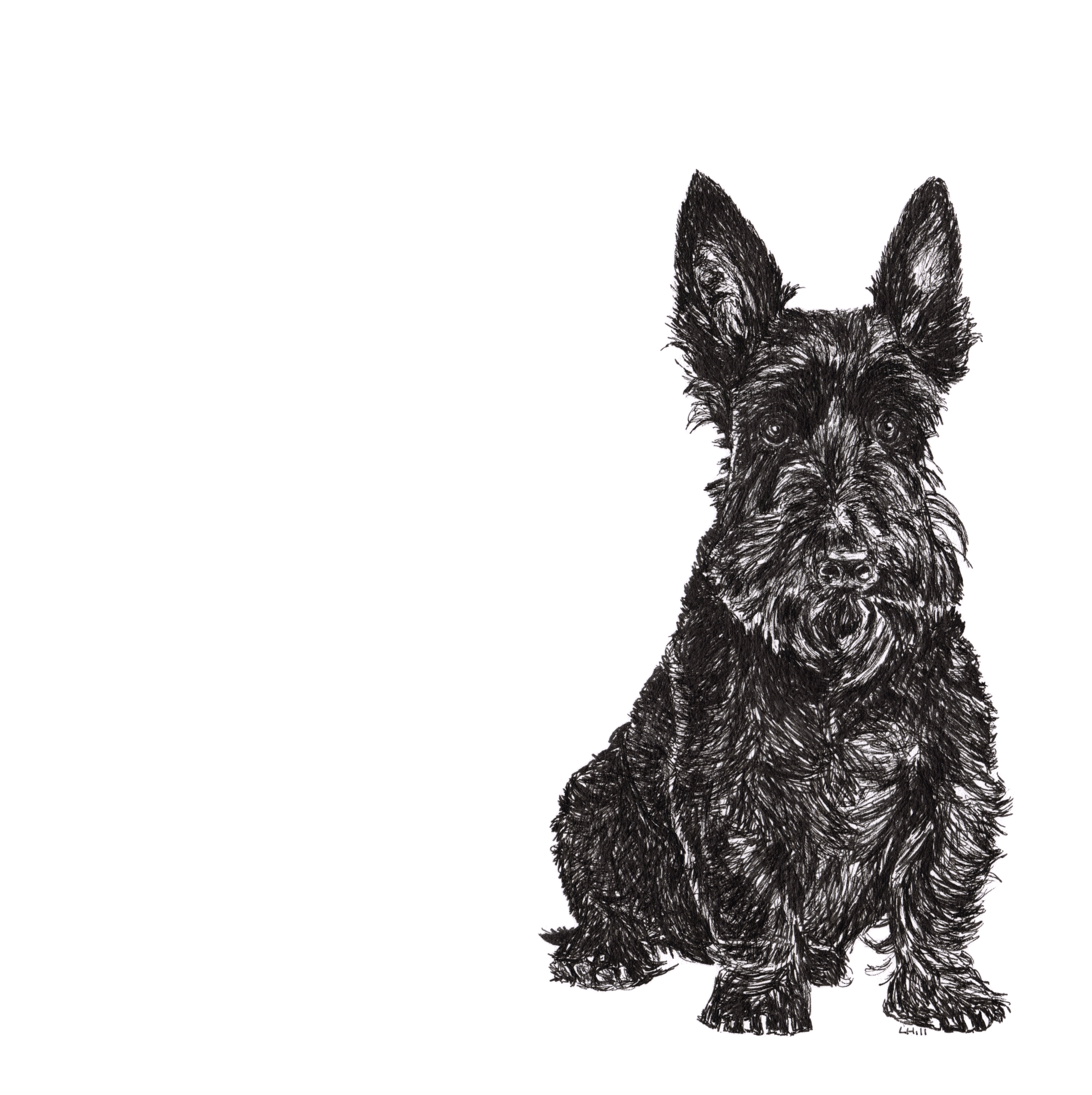 Scottish Terrier pen and ink illustration by Louisa Hil