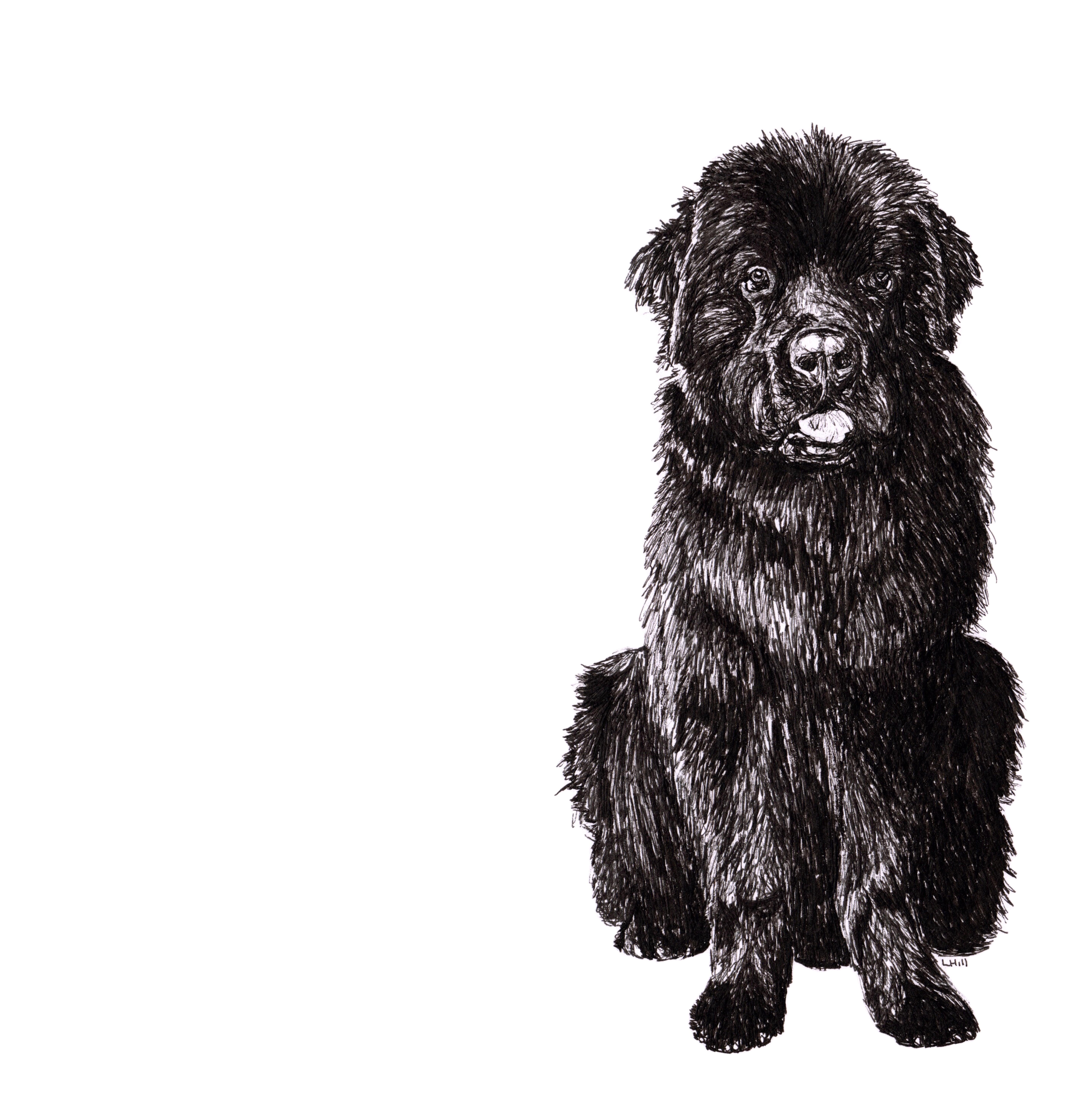 Newfoundland pen and ink illustration by Louisa Hill
