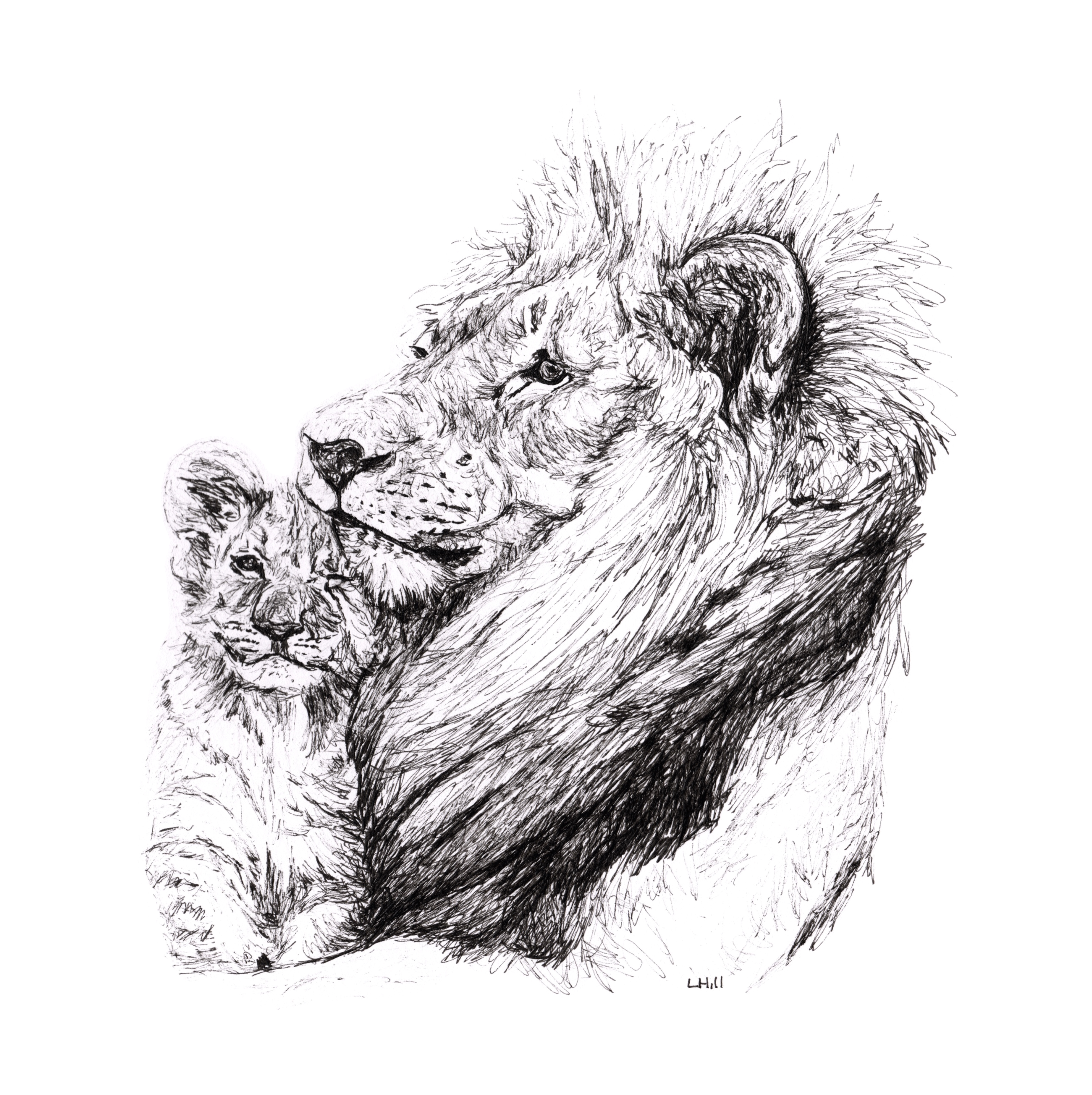 Lion and cub pen and ink illustration by Louisa Hill
