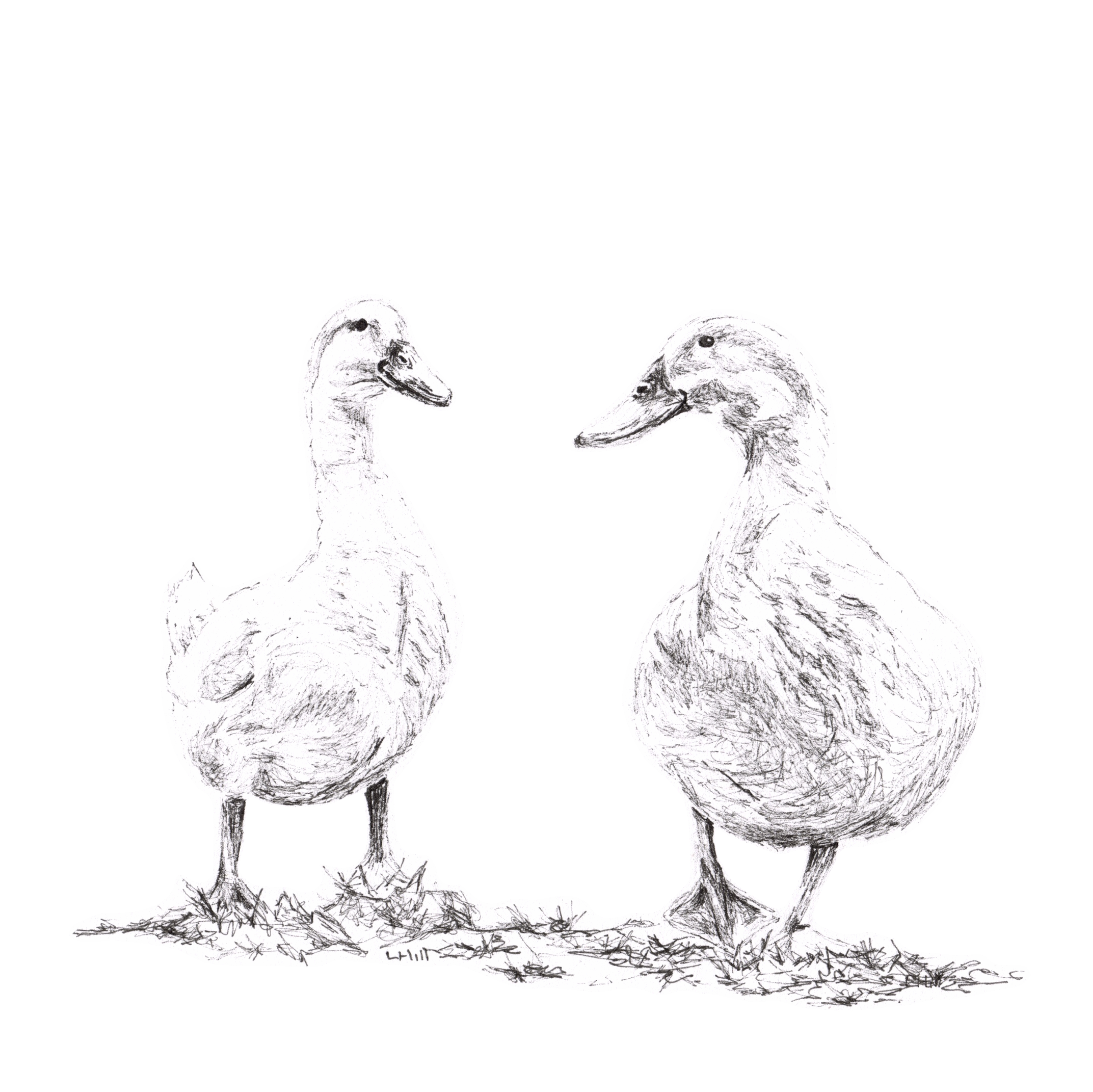 White Geese pen and ink illustration by Louisa Hill