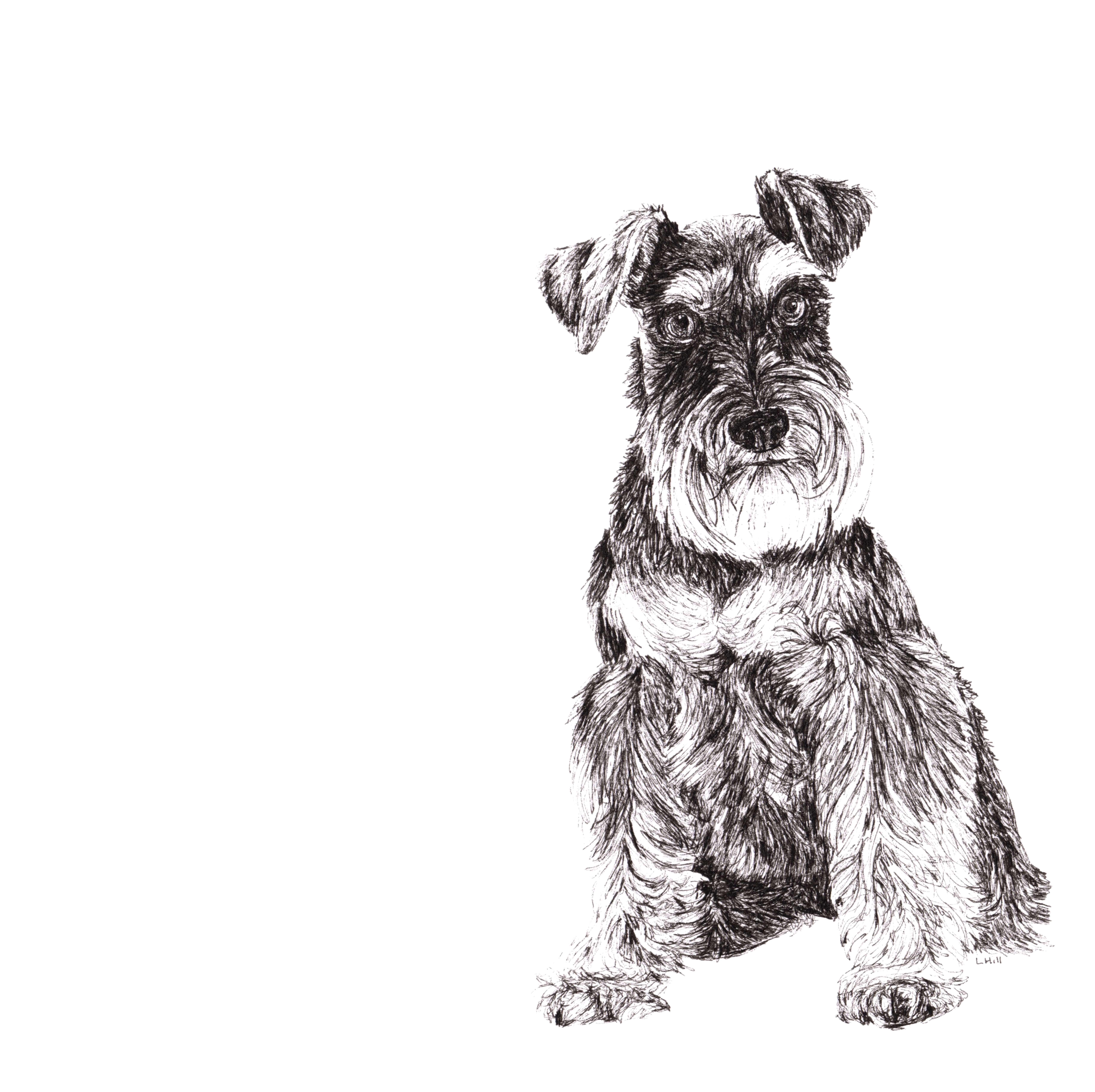 Schnauzer pen and ink illustration by Louisa Hill
