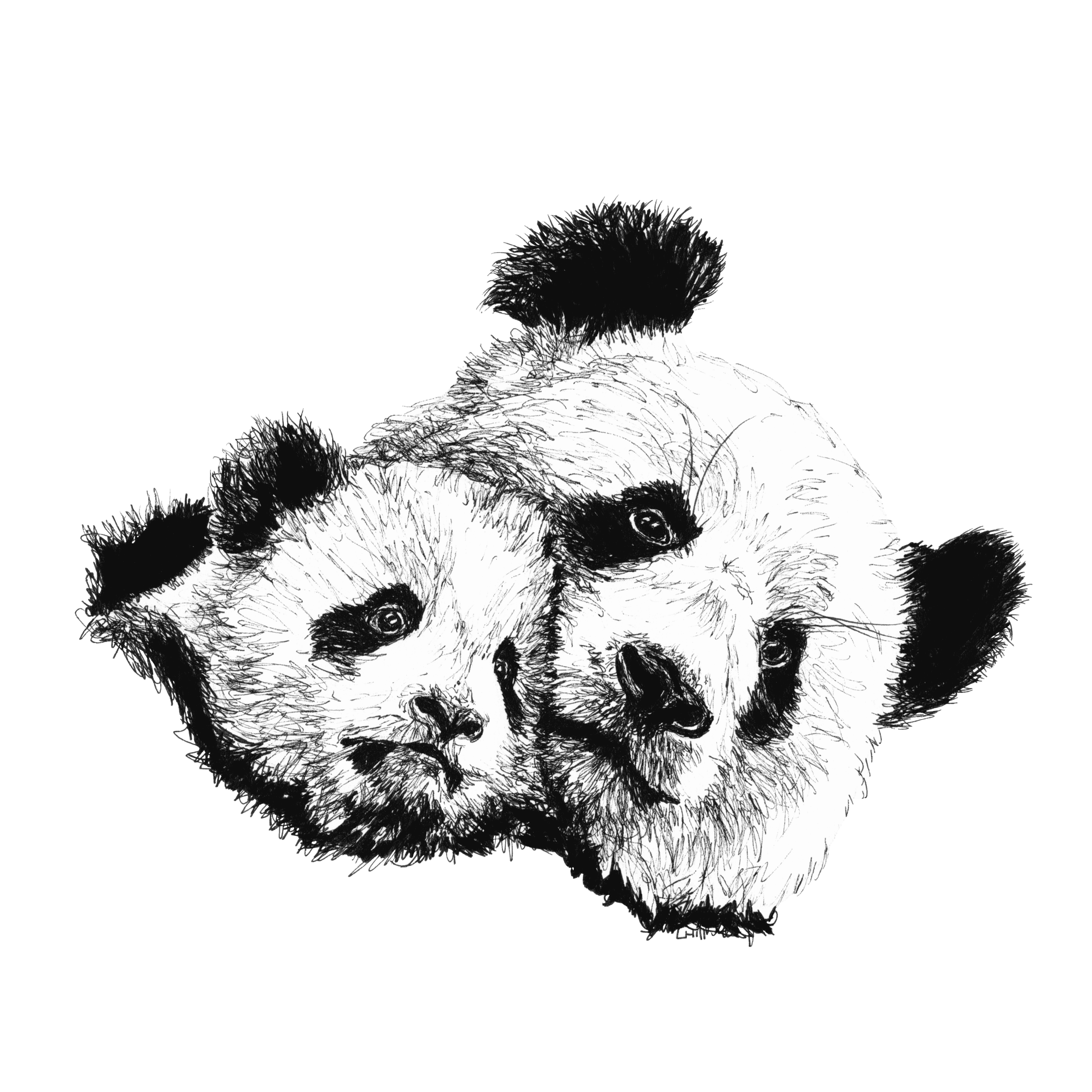 Panda and baby pen and ink illustration by Louisa Hill