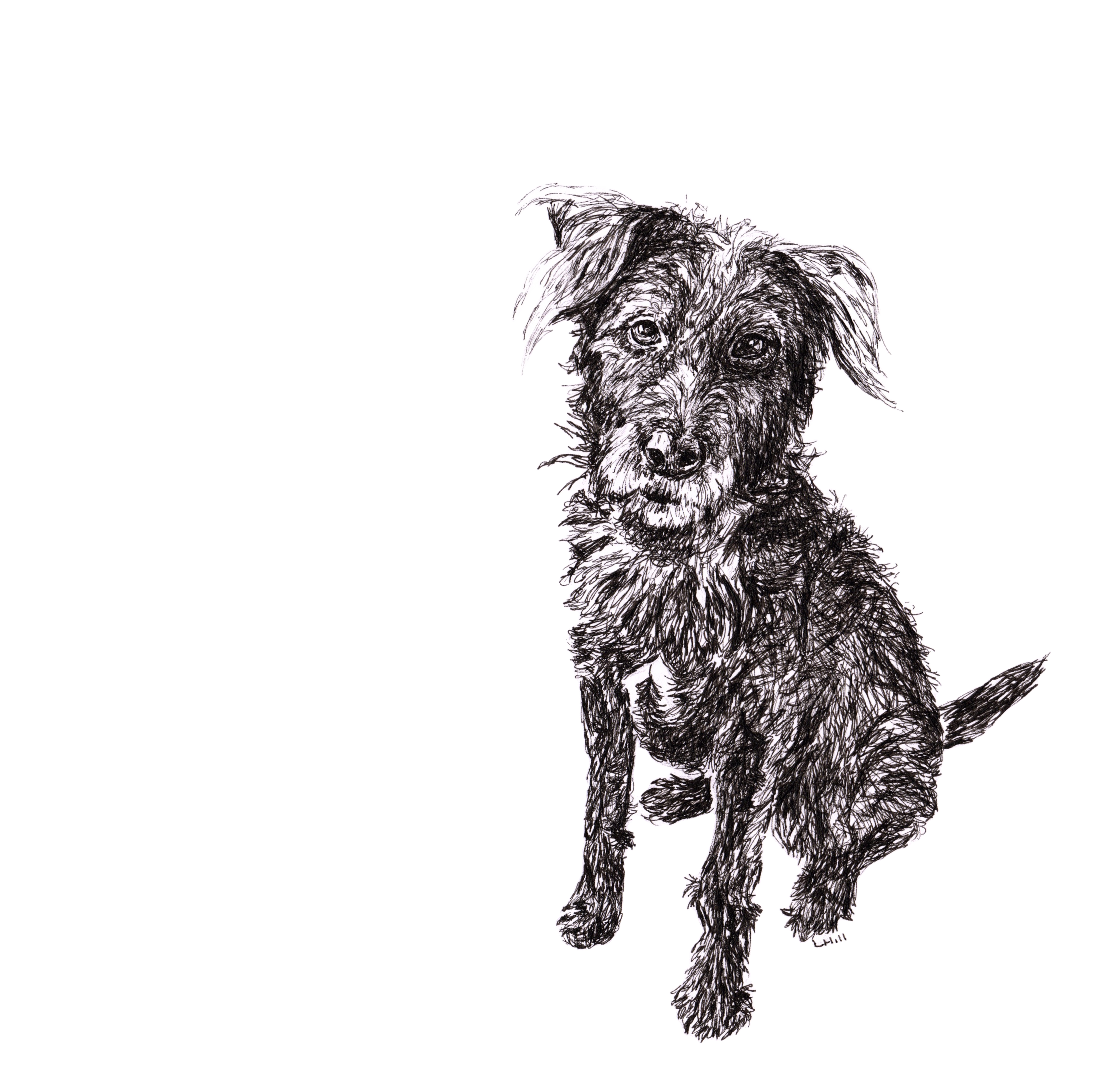 Patterdale Terrier pen and ink illustration by Louisa Hill