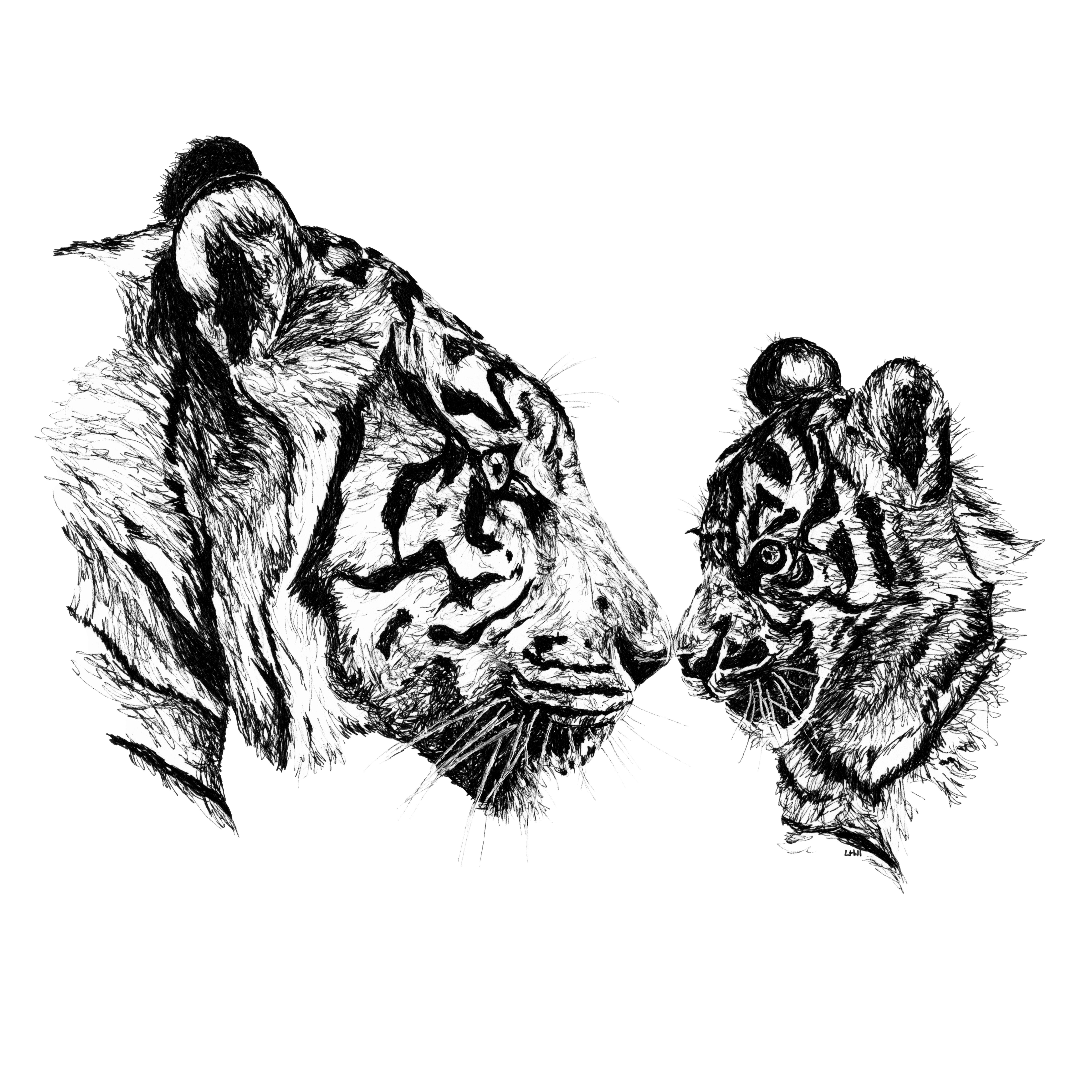 Tiger and cub pen and ink illustration by Louisa Hill