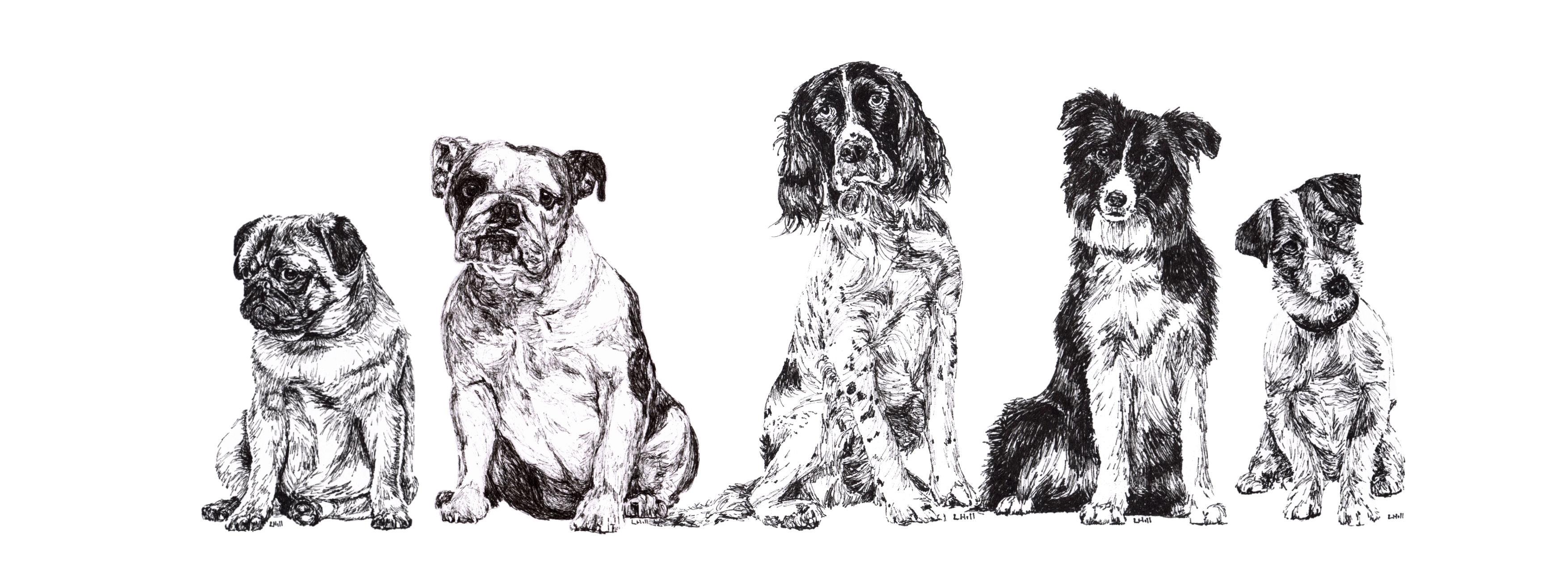 5 Dogs, Pug, English Bulldog, Springer Spaniel, Border Collie and Jack Russell Terrier pen and ink illustration by Louisa Hill
