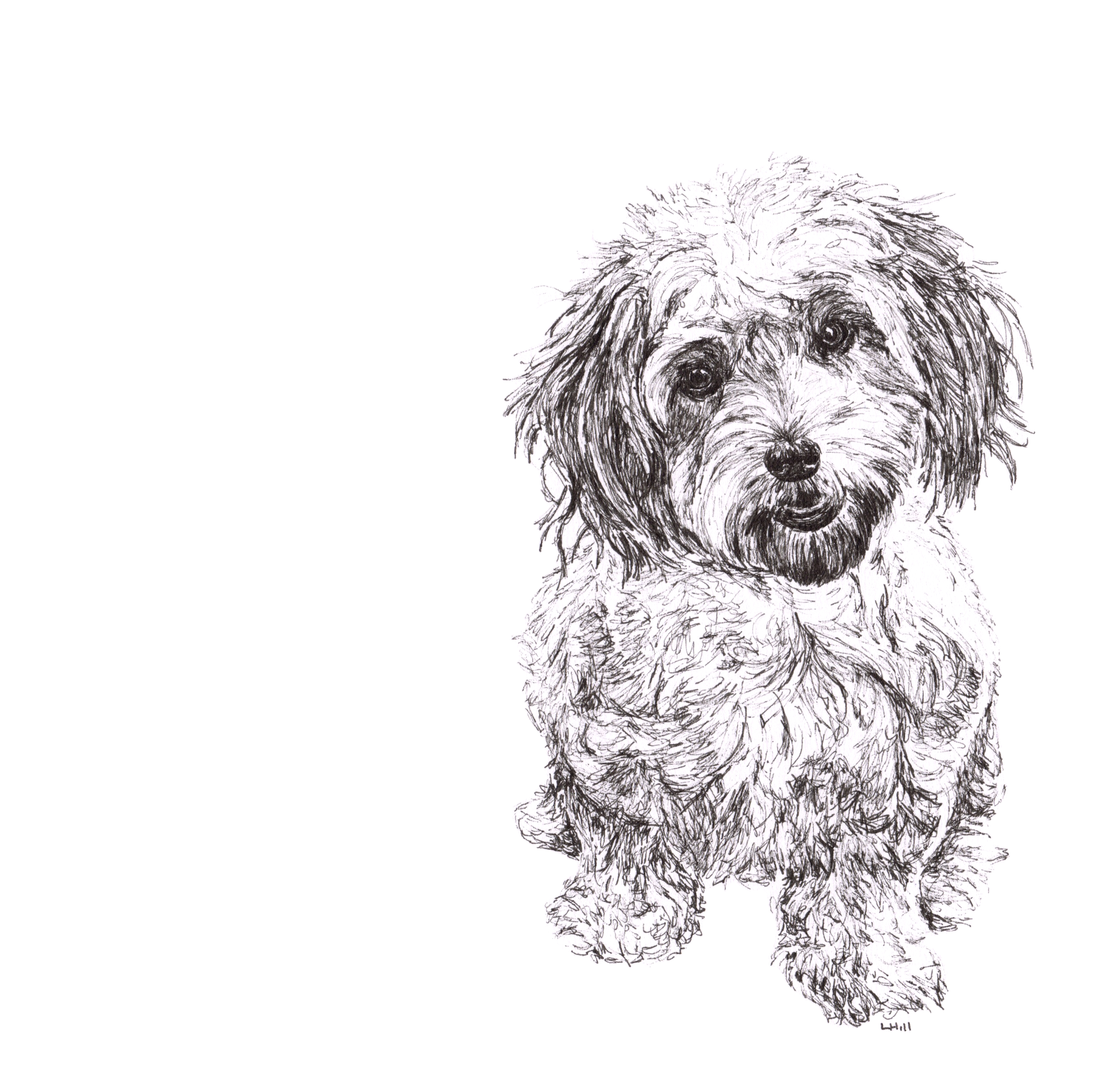 Cavachon pen and ink illustration by Louisa Hill