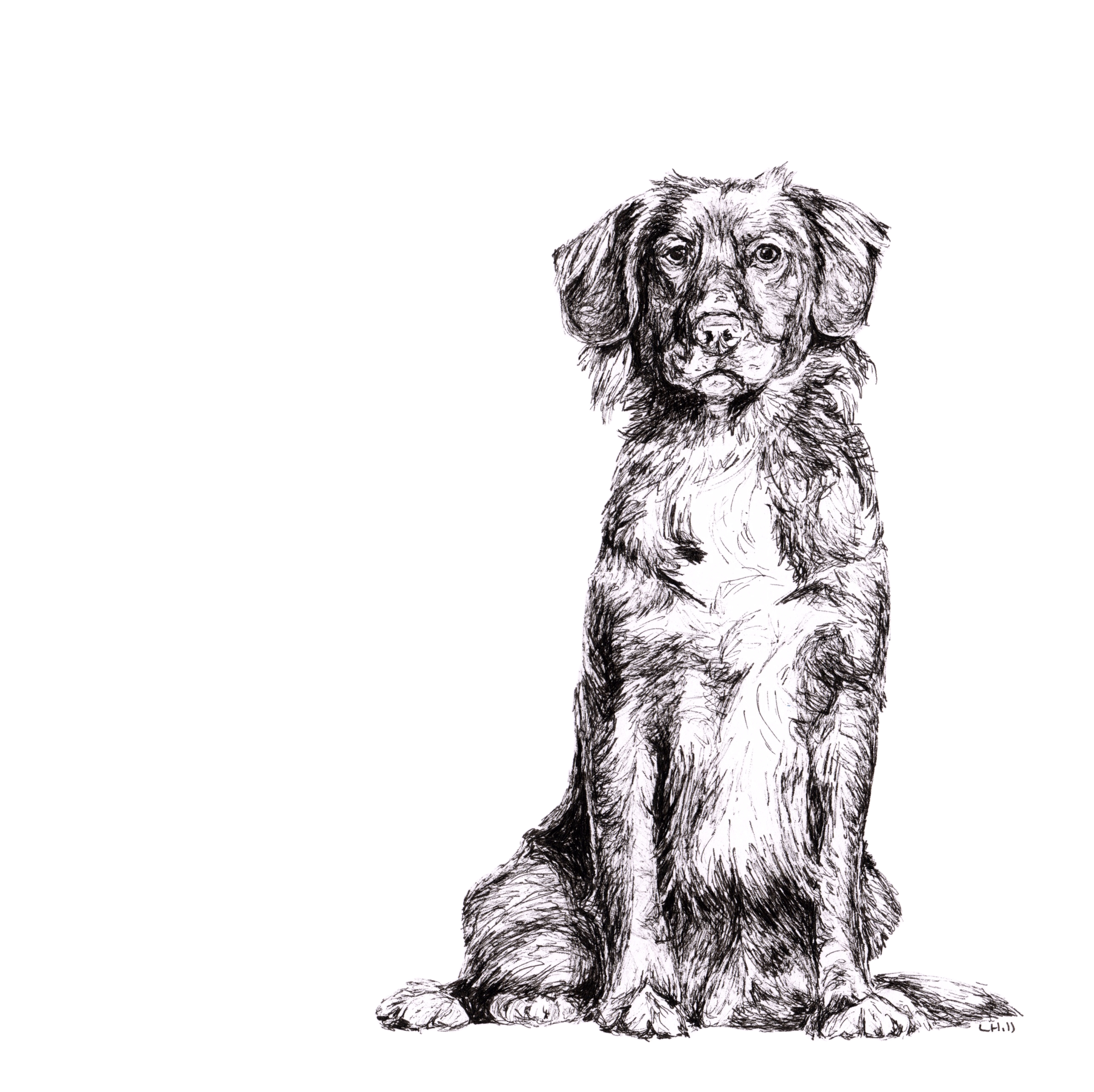 Nova Scotia Duck Tolling Retriever pen and ink illustration by Louisa Hill