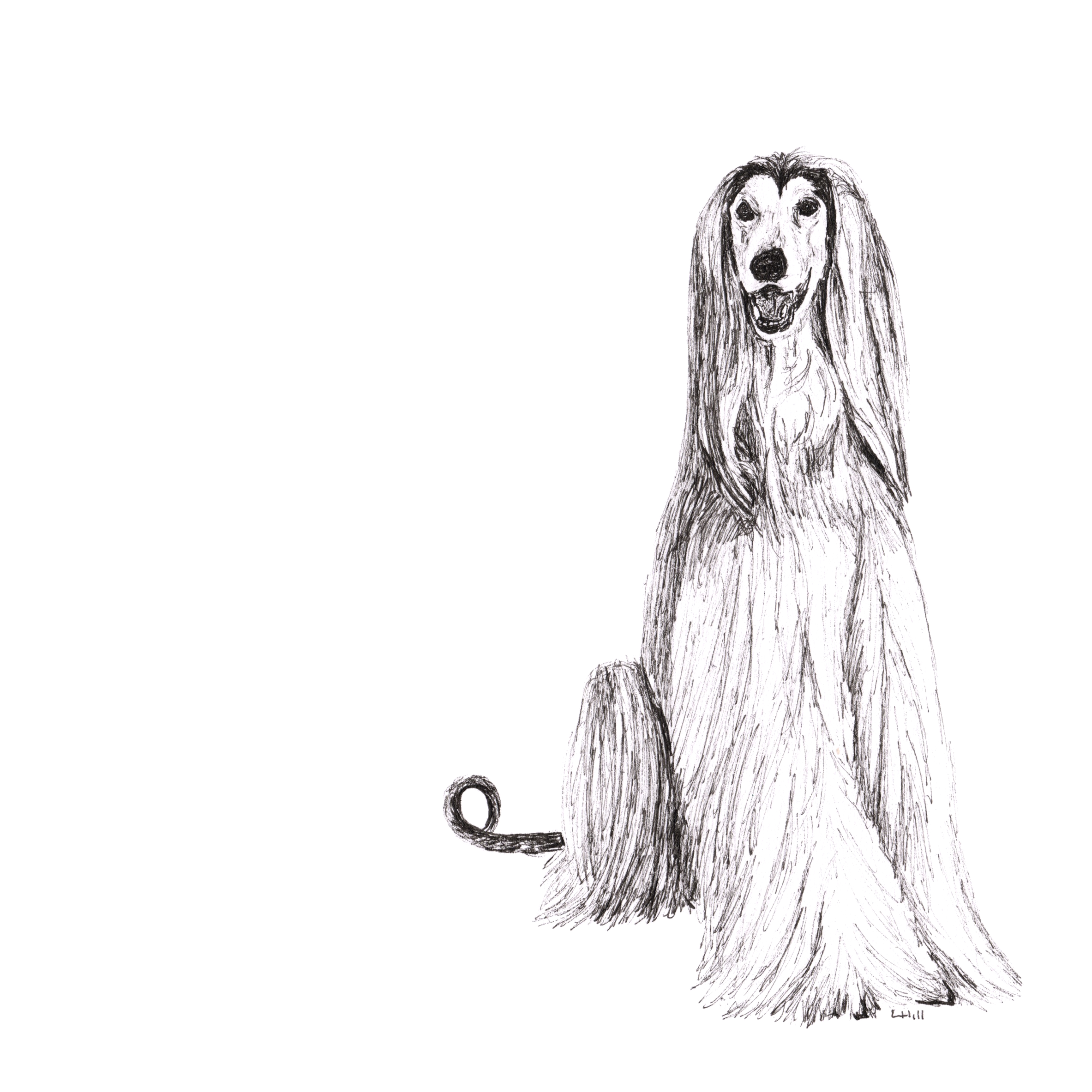 Afghan Hound pen and ink illustration by Louisa Hill