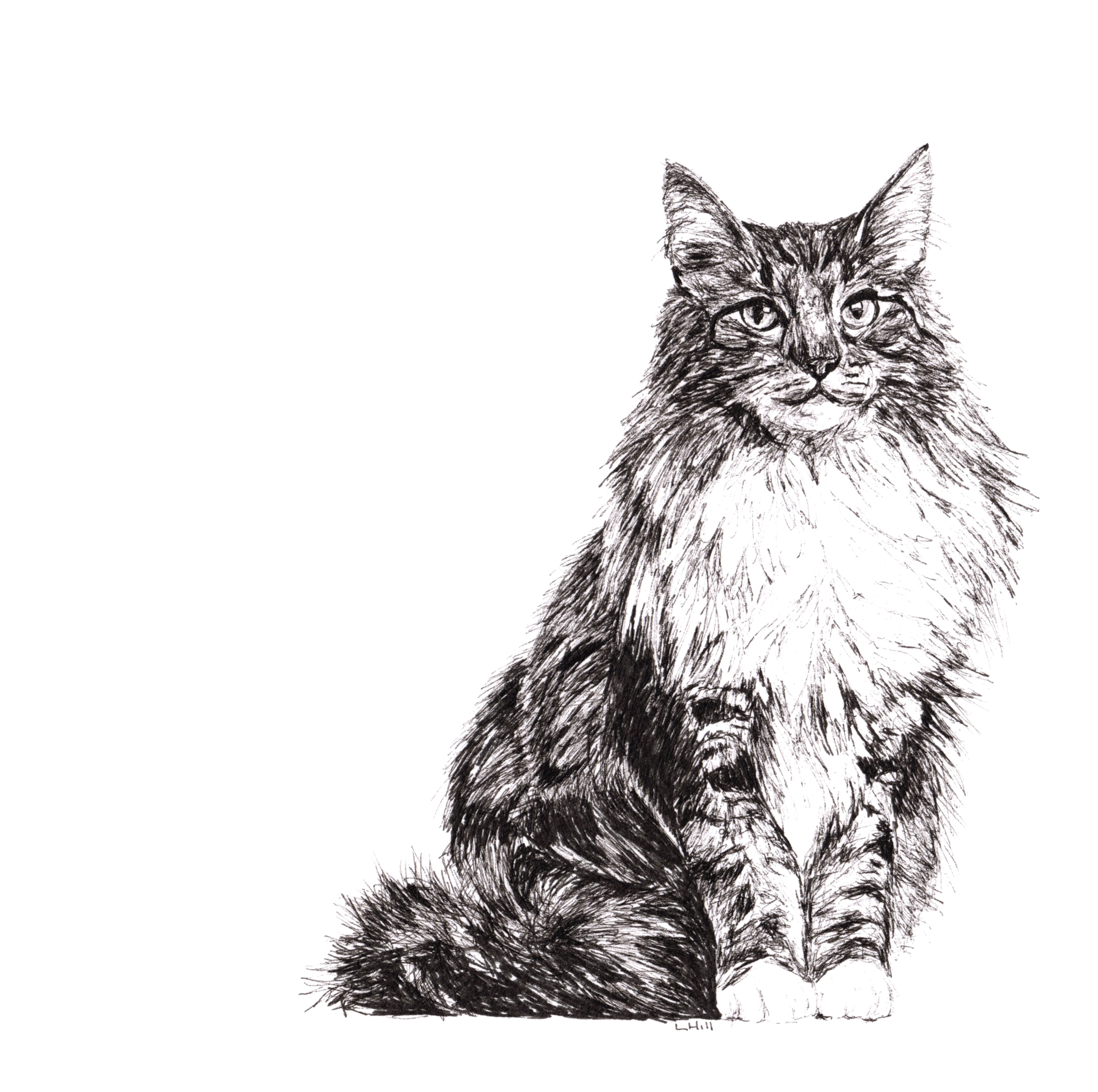 Norwegian Forest pen and ink illustration by Louisa Hill