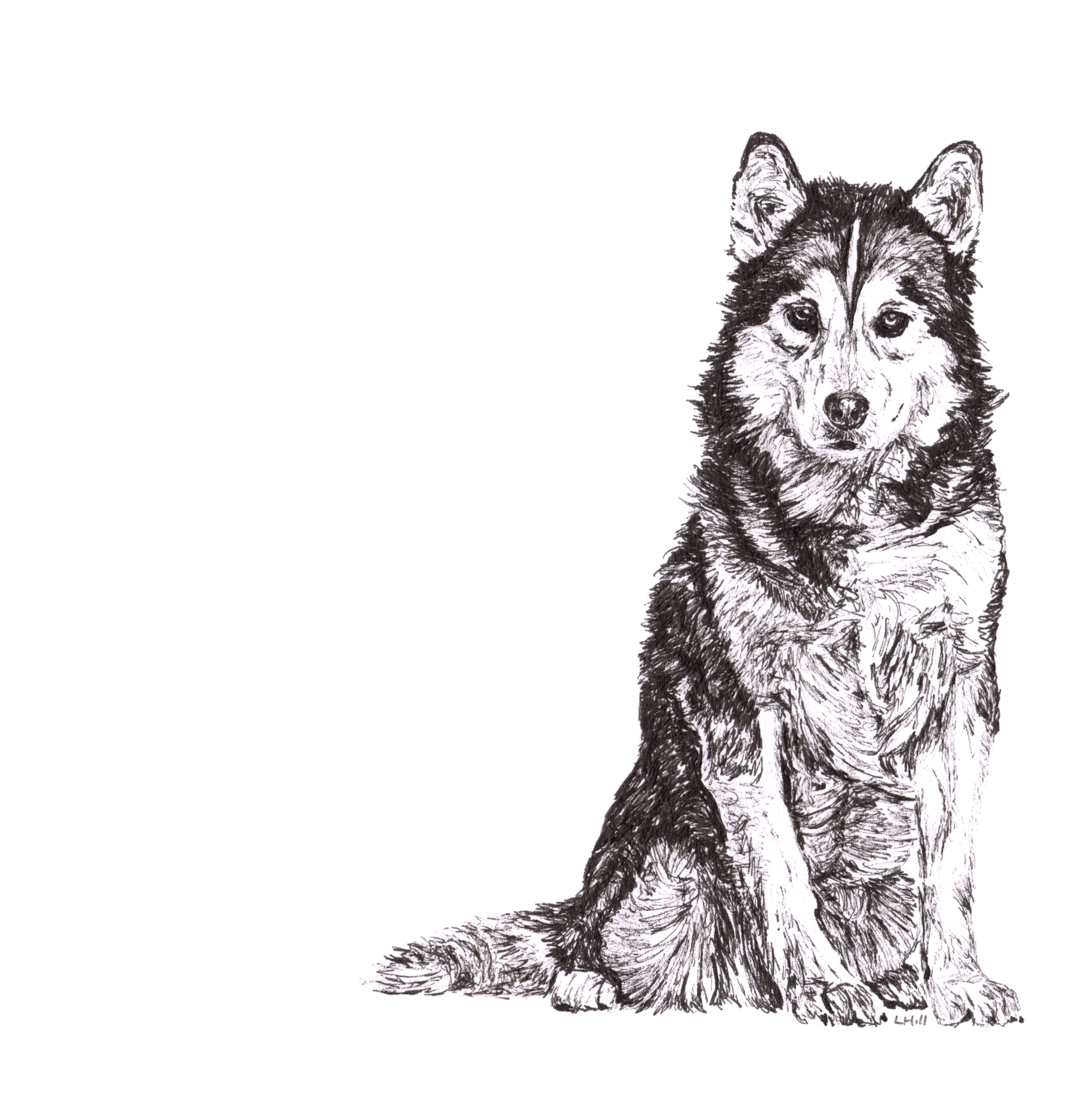 Siberian Husky pen and ink illustration by Louisa Hill