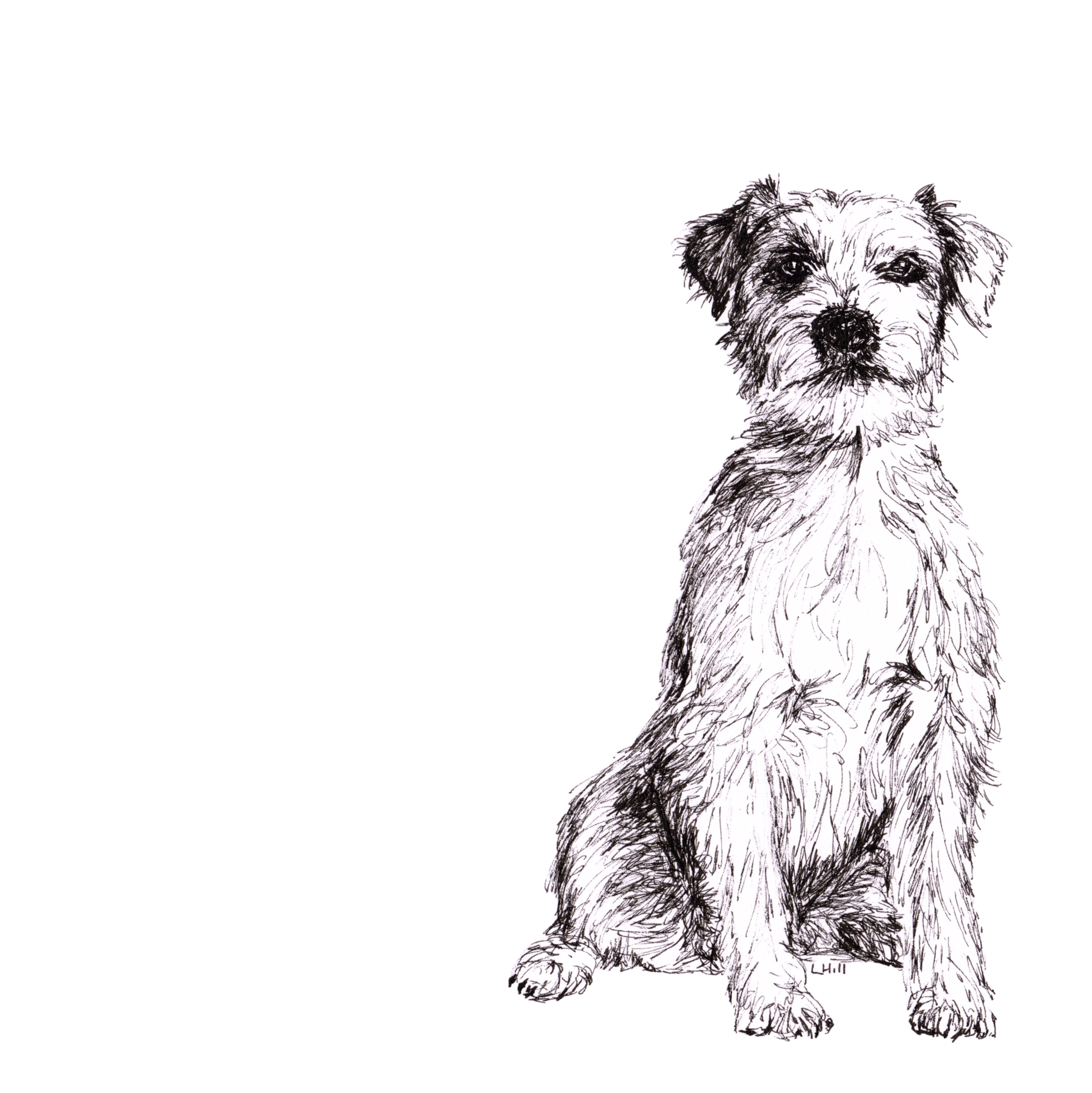 Parson Russell Terrier pen and ink illustration by Louisa Hill